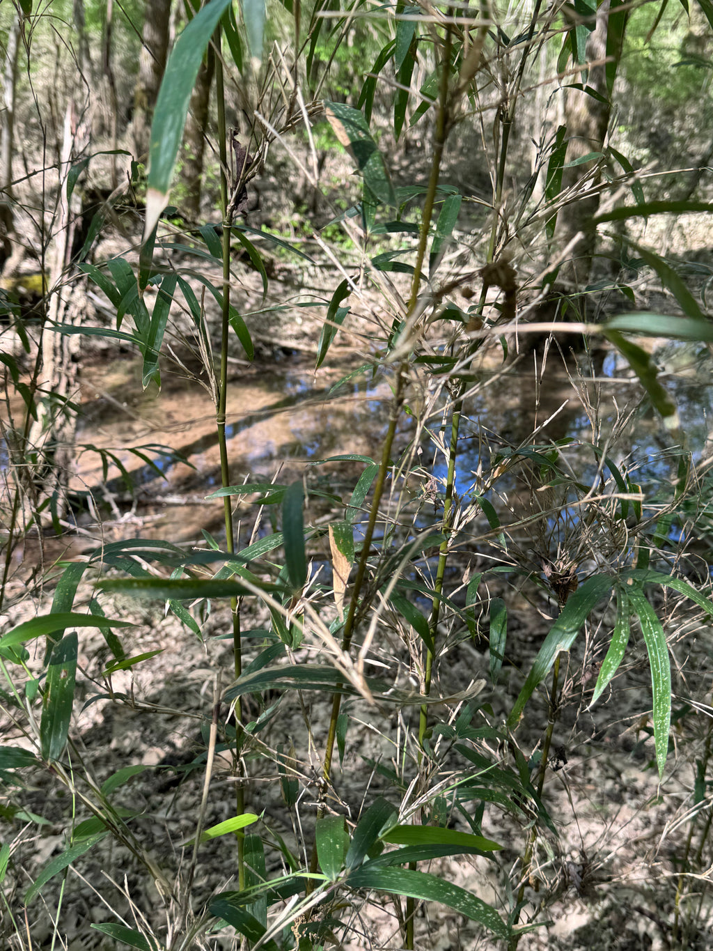 Native Rivercane