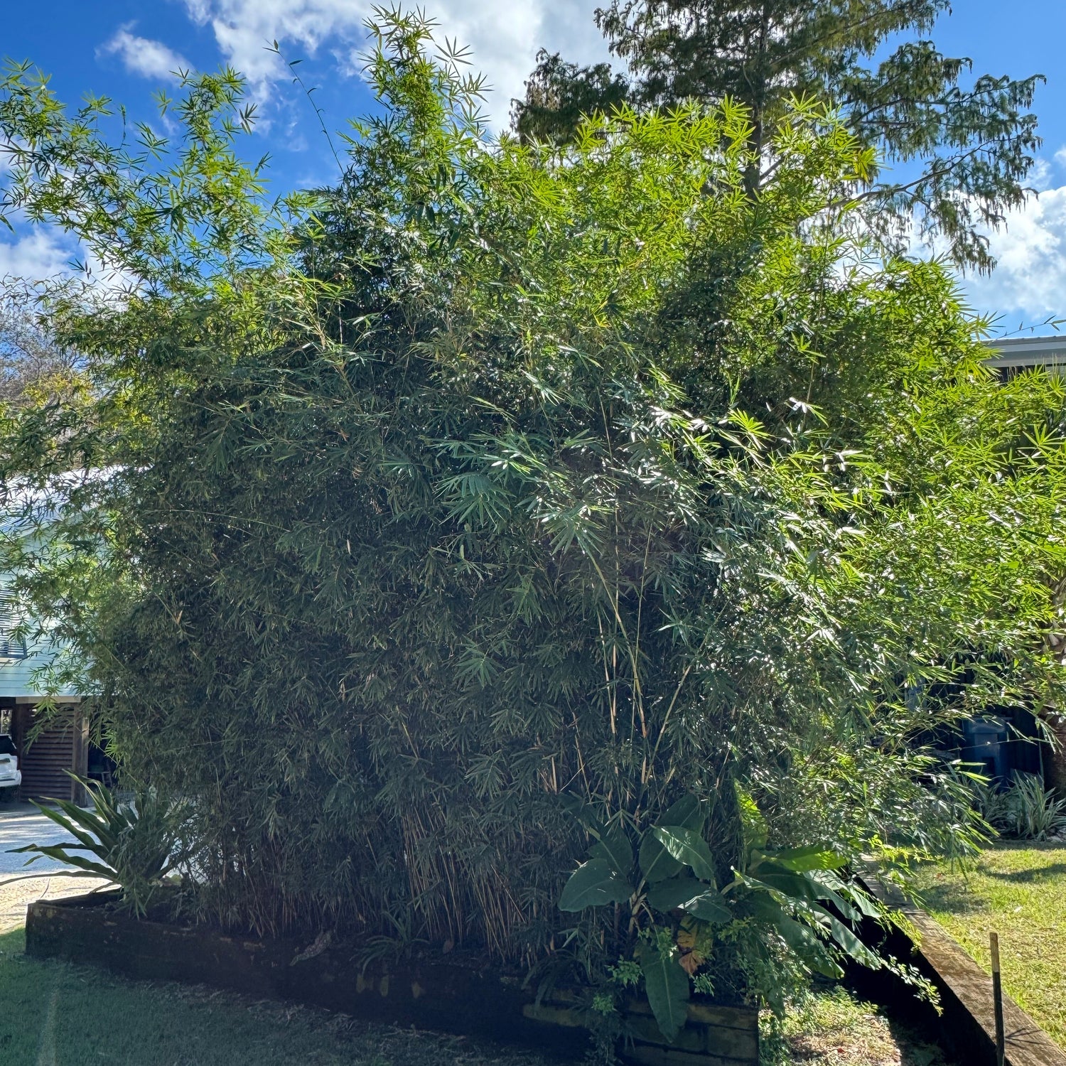 Gracilis bamboo with a clear blue sky in the background