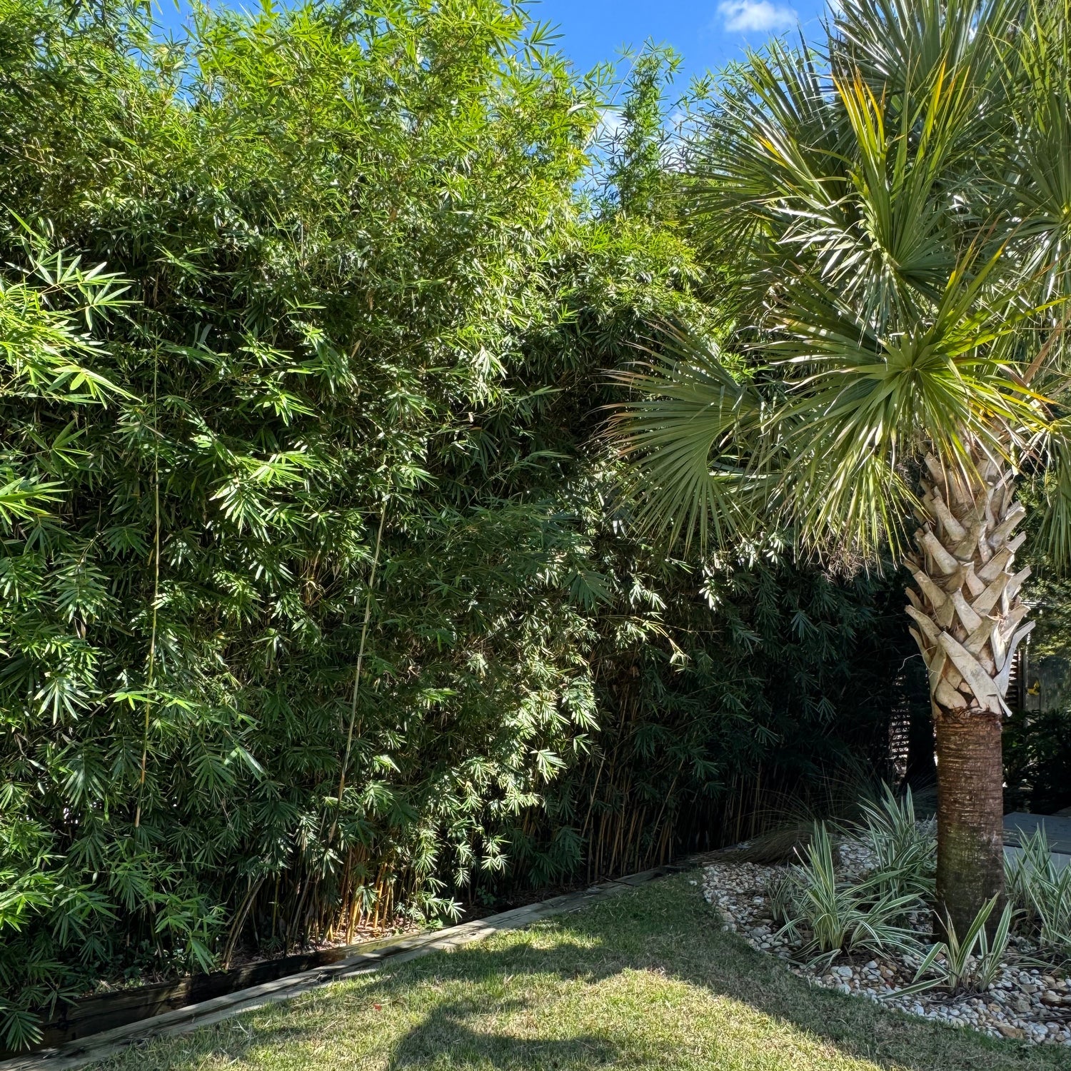 gracilis bamboo as a privacy screen between two houses with a palm tree as a complimentary planting.
