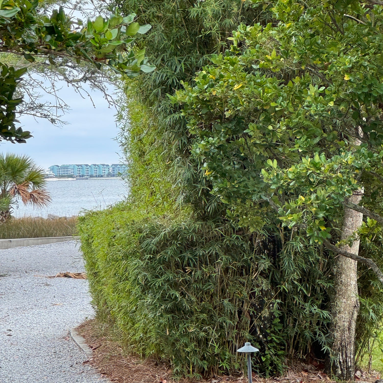 Golden Goddess bamboo with trees and bushes near a gravel driveway by the ocean