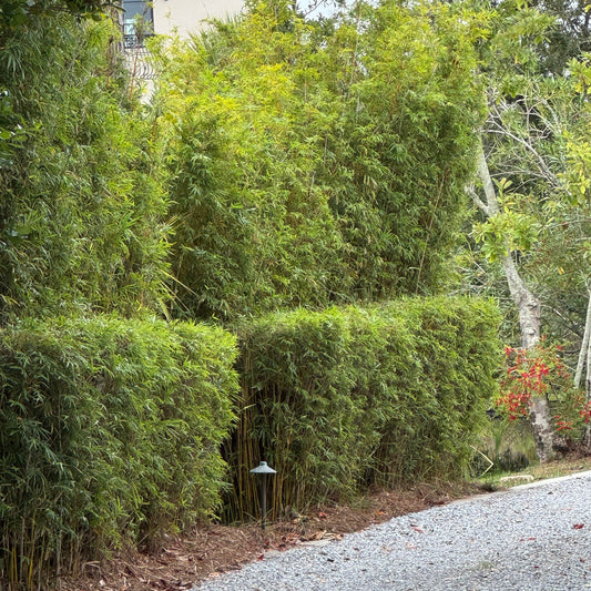 Stair cut on a golden goddess privacy planting.