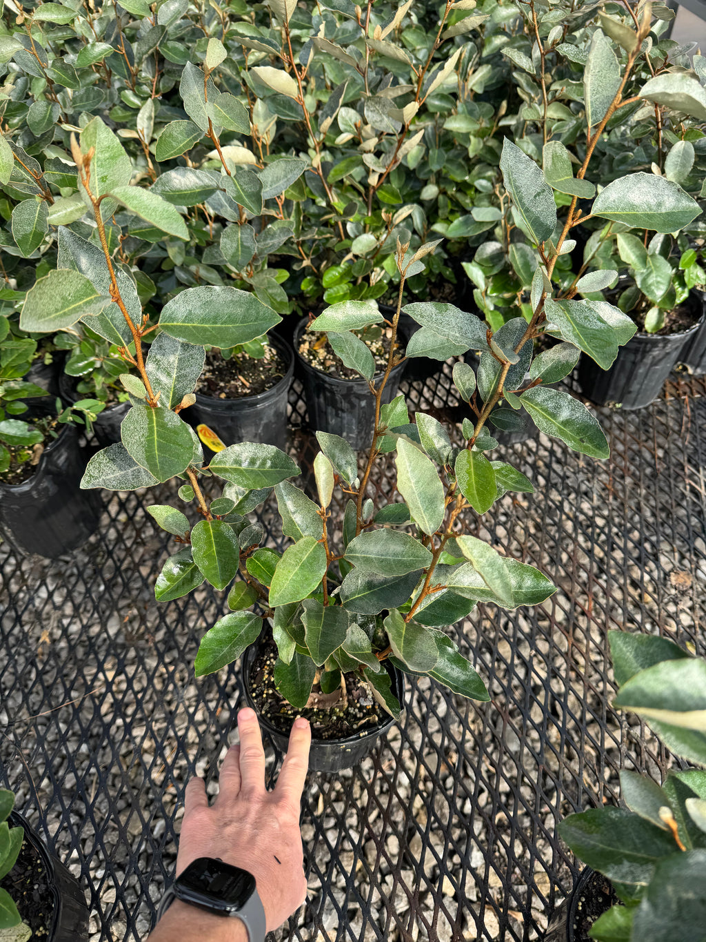 Silverberry Shrub