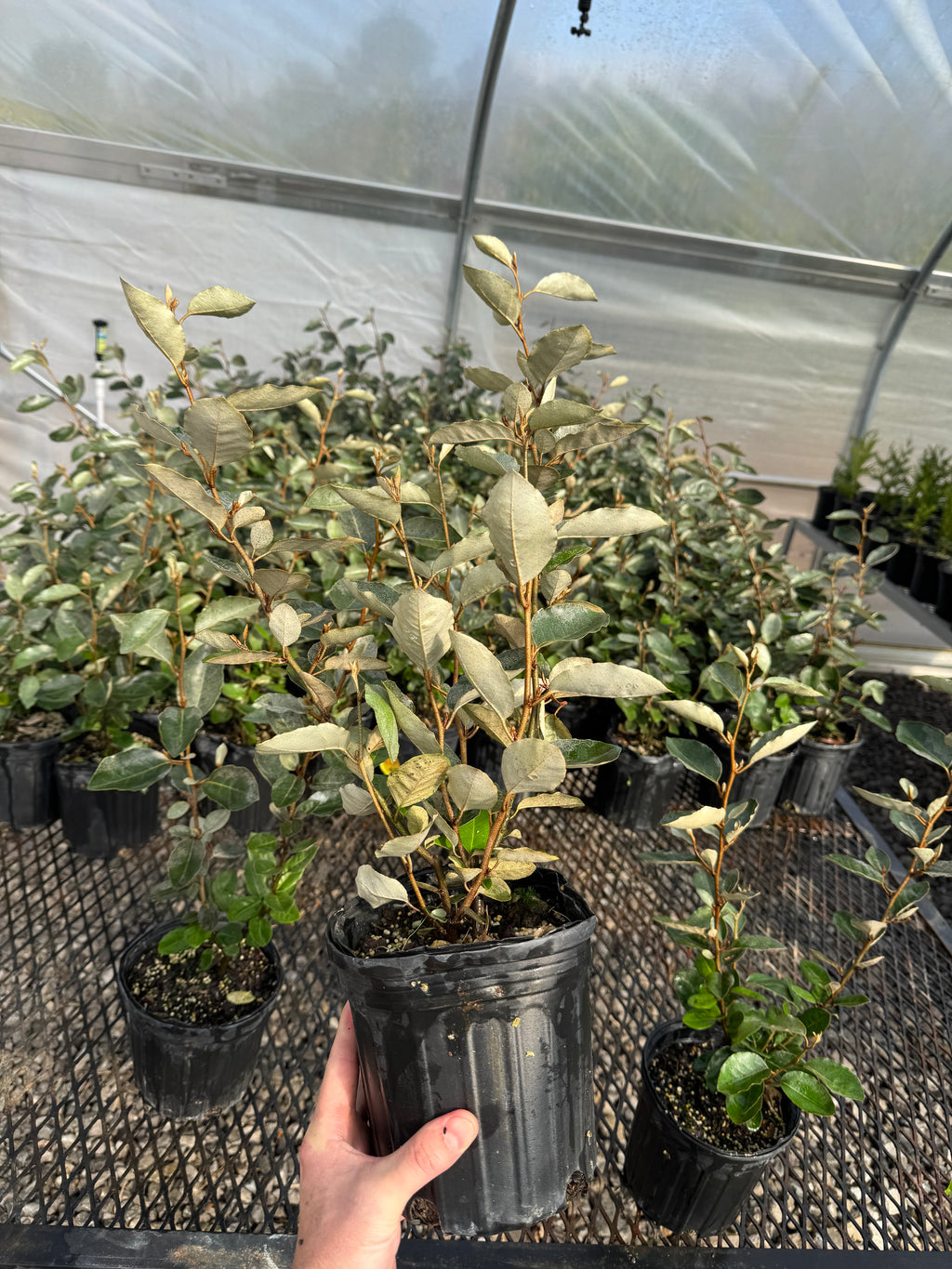 Silverberry Shrub