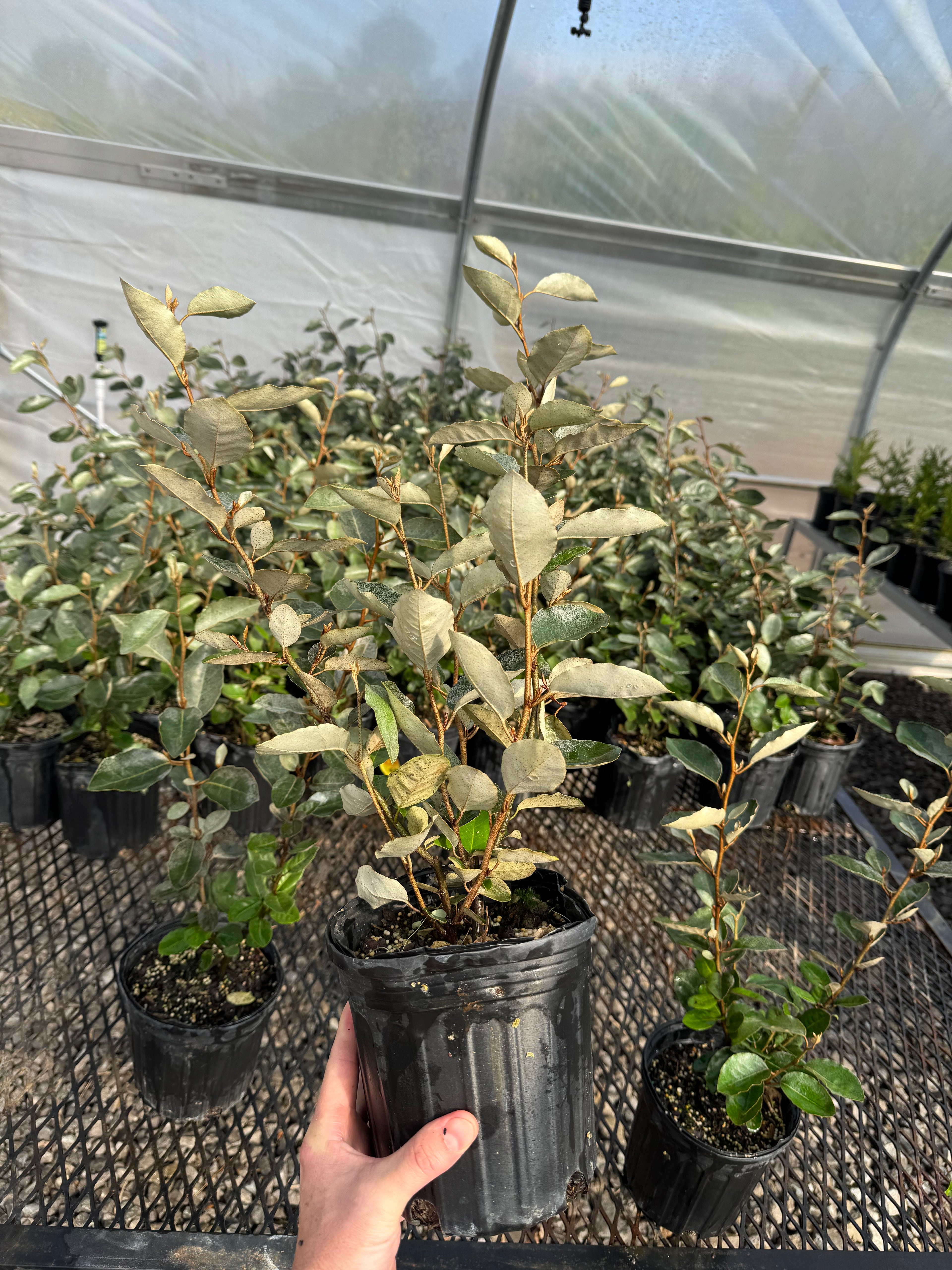 Silverberry Shrub