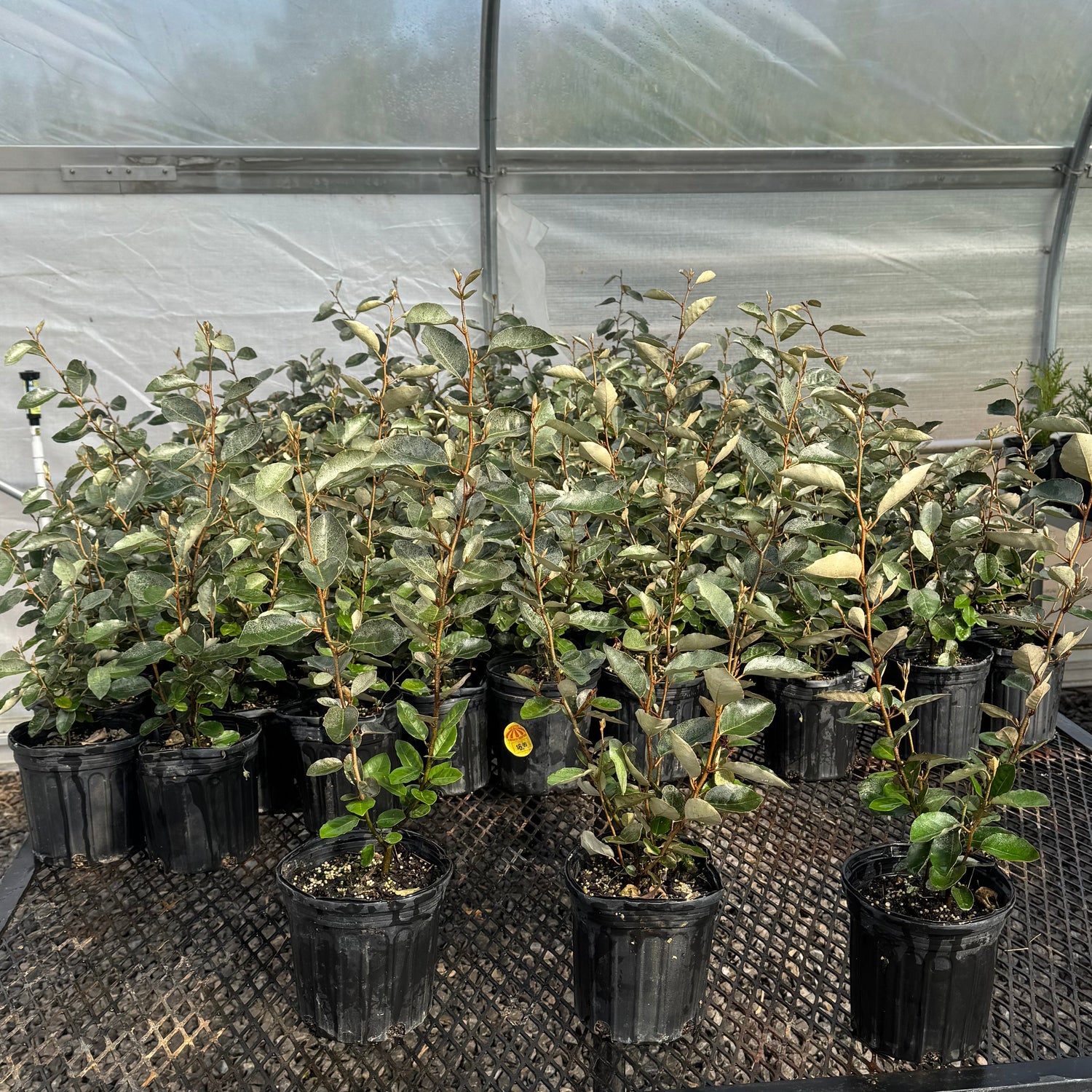 1 gallon Silverberry plants