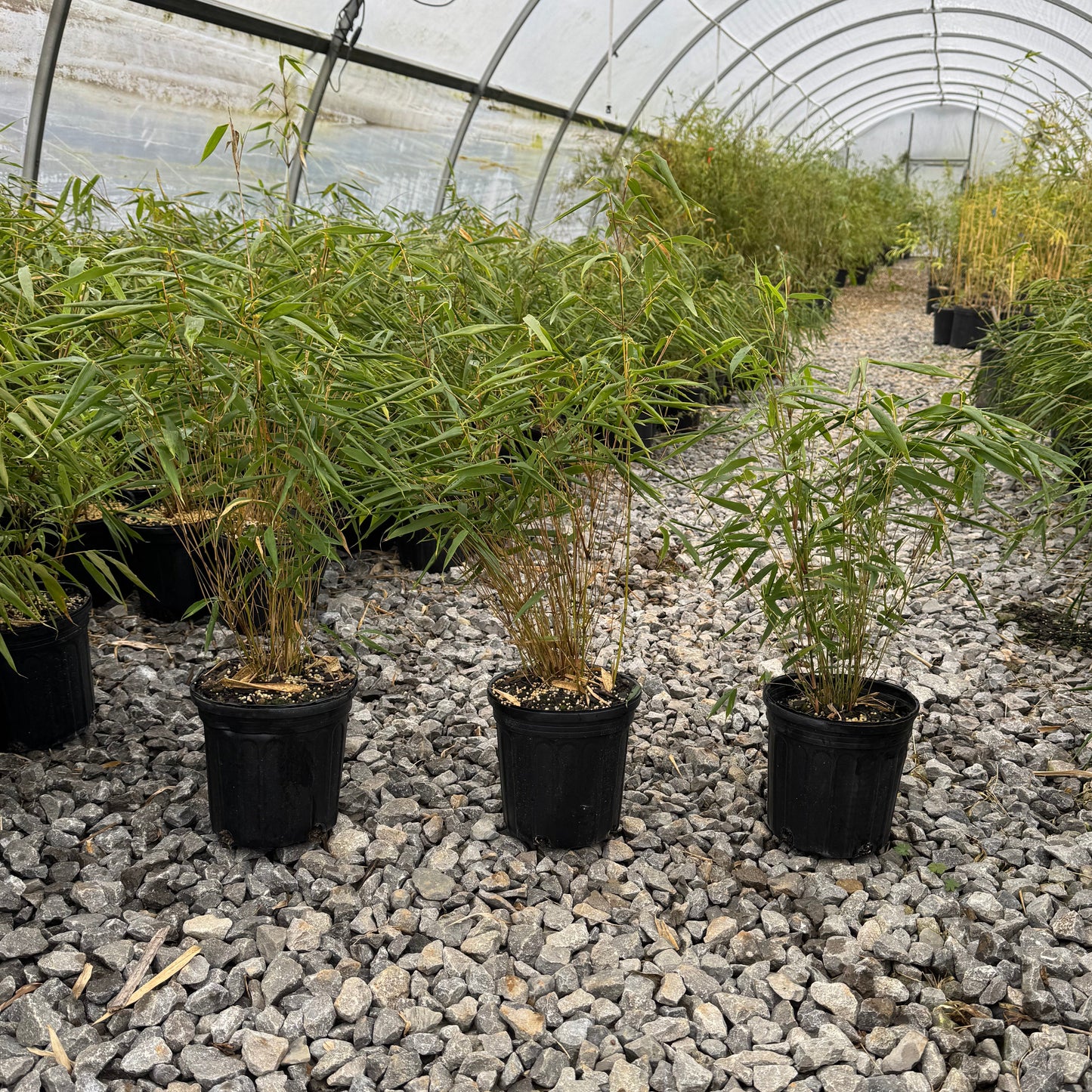 Rufa (Cold hardy Clumper)