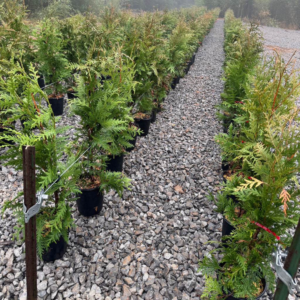 Green Giant (Thuja Tree)