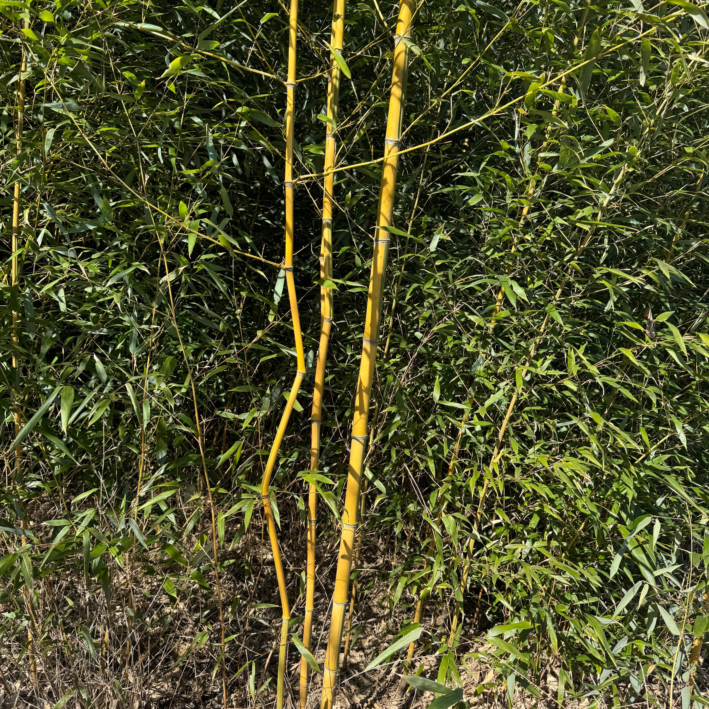 Spectabilis