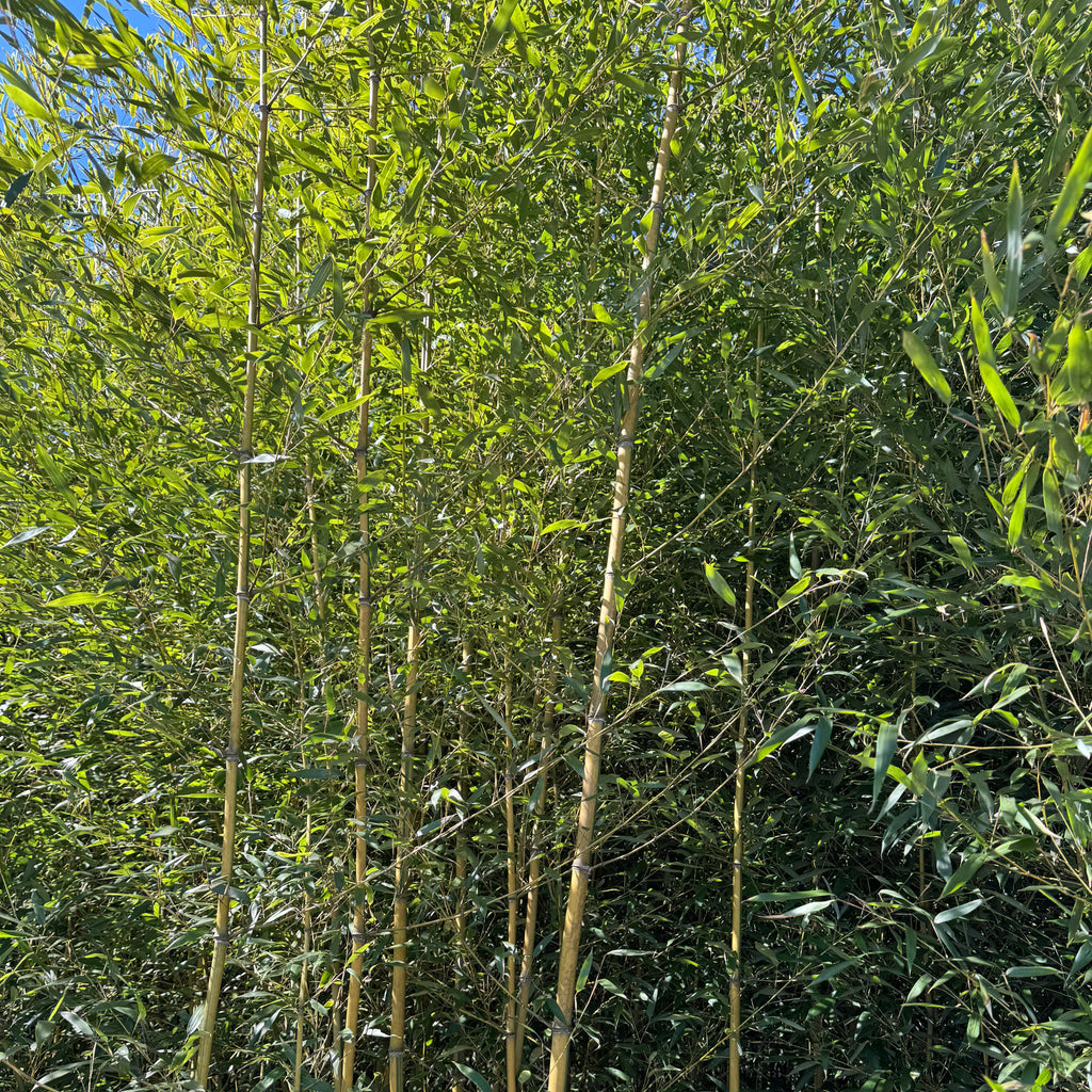 Spectabilis