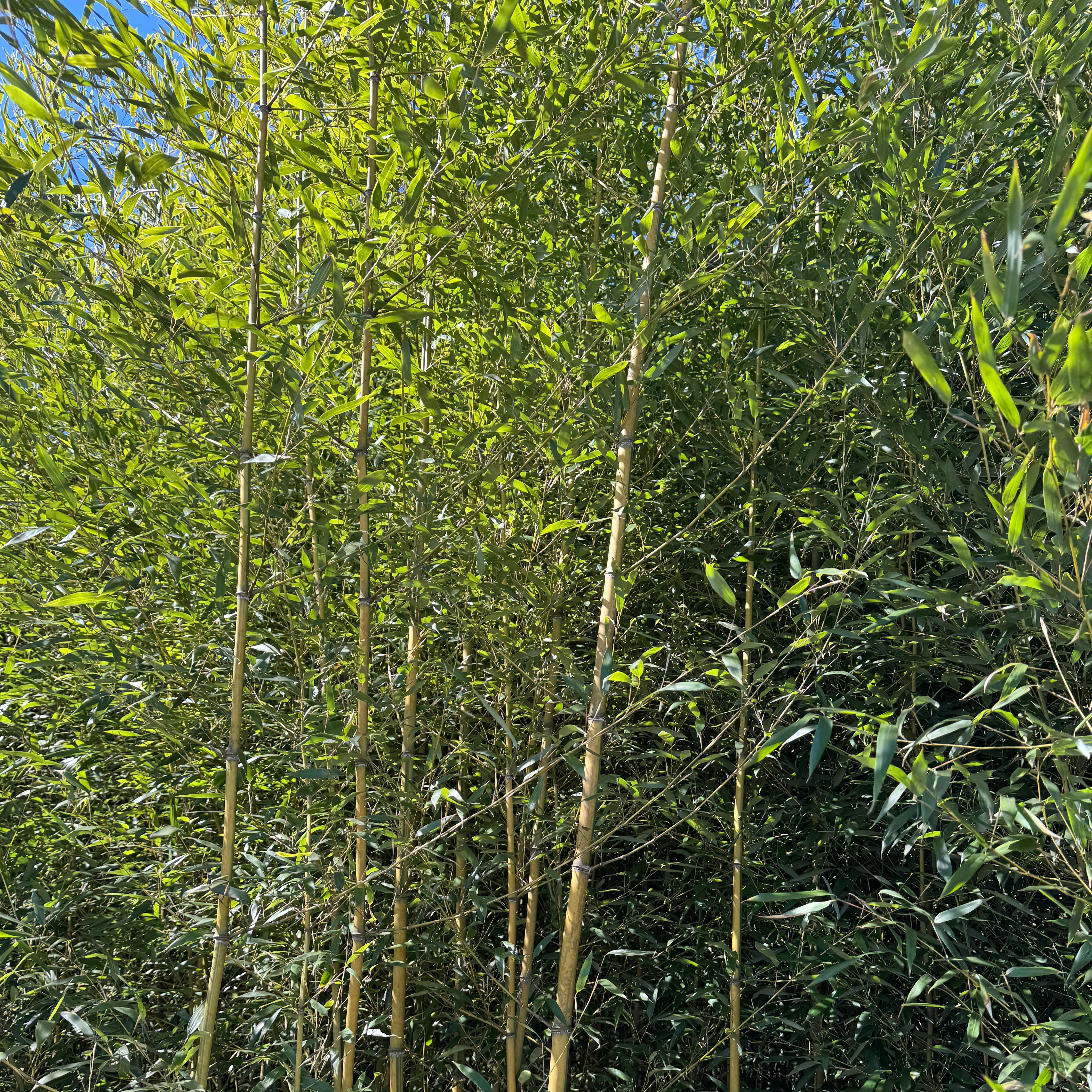 Spectabilis