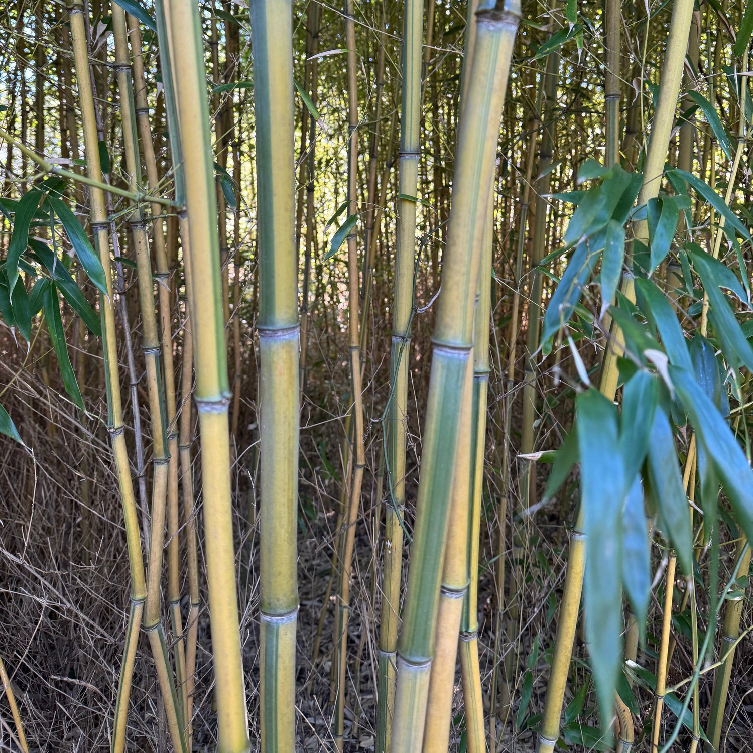 Close-up of Spectabilis bamboo stalks with green leaves