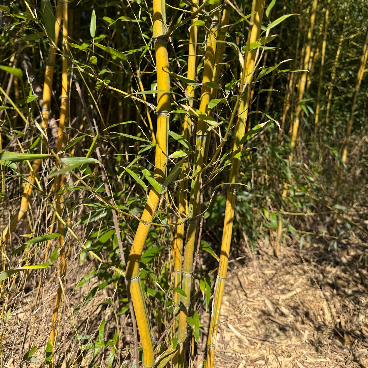 Close-up of yellow bamboo with greeb stripes (Spectabilis) with a blurred natural background