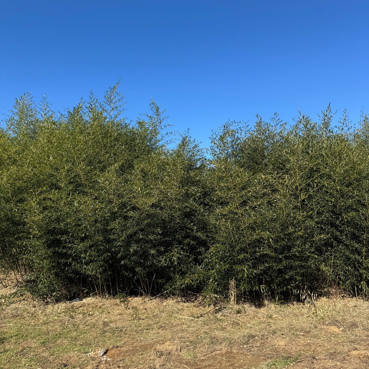 Dwarf Bissetii in a field with clear blue sky