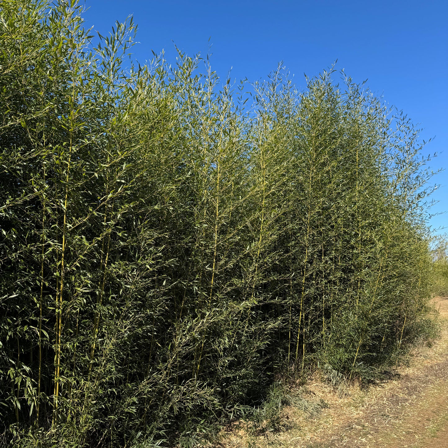 Tall Bissetii bamboo plant against a clear blue sky