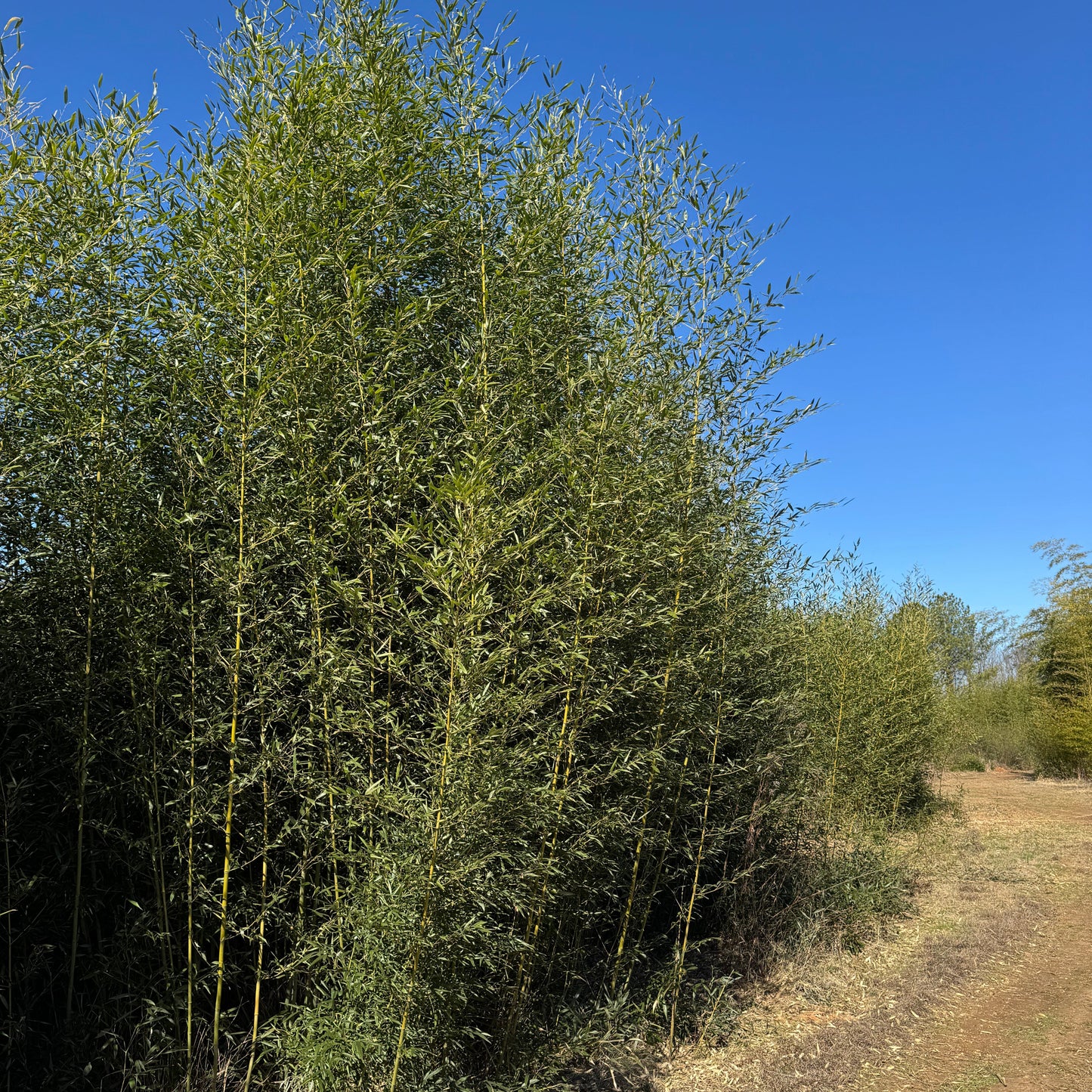 Bamboo with green leaves against a clear blue sky