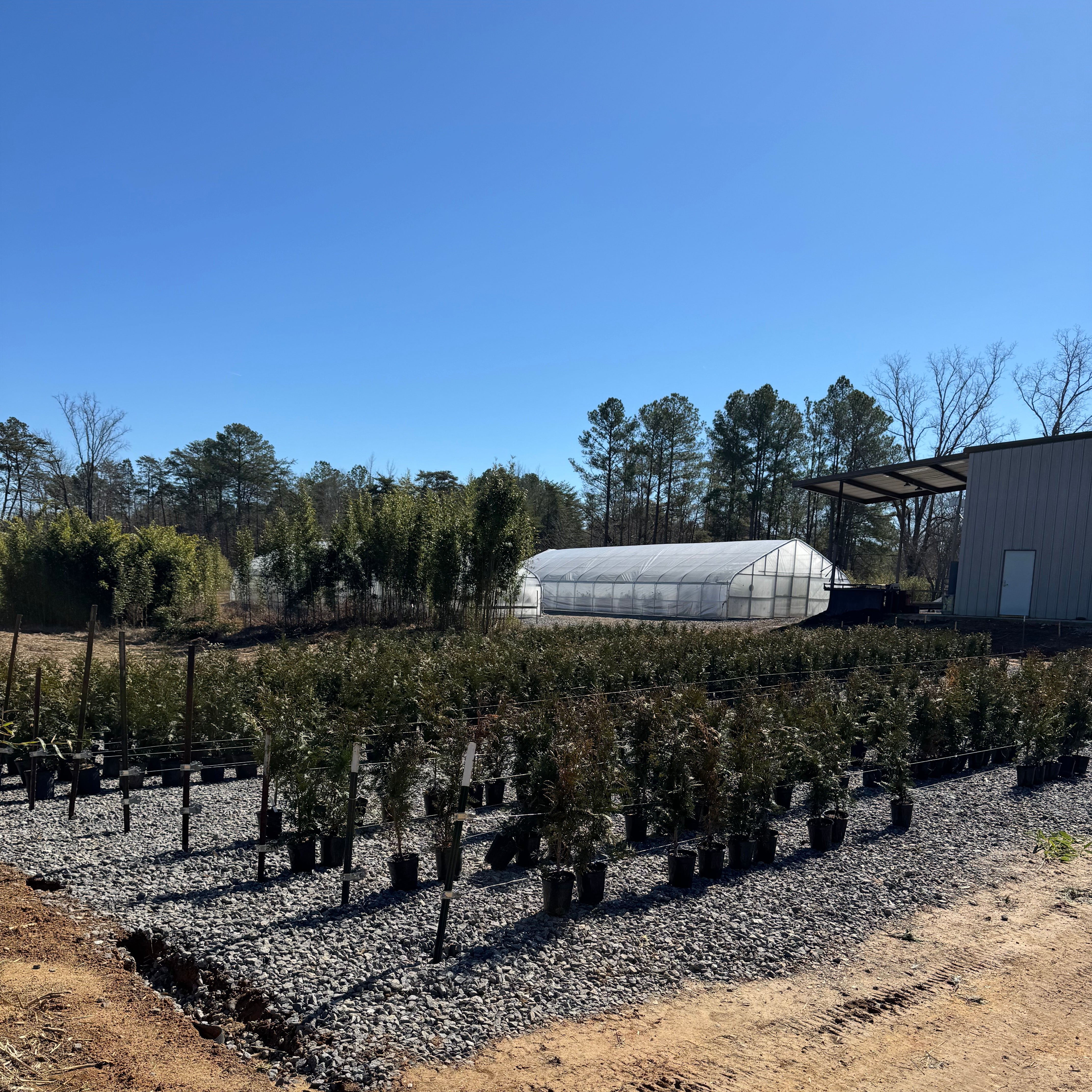 Green Giant (Thuja Tree) – Lewis Bamboo