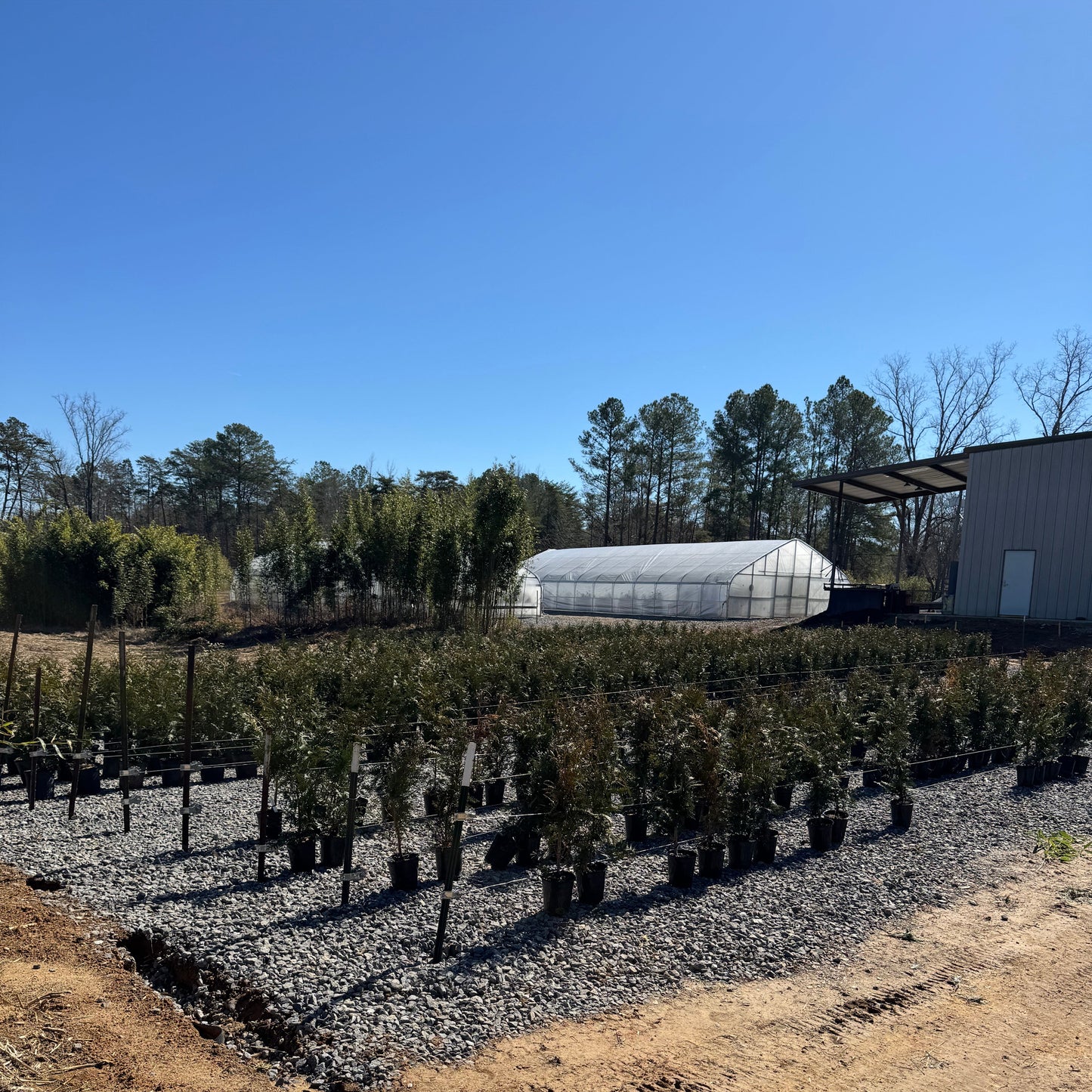 Green Giant (Thuja Tree)