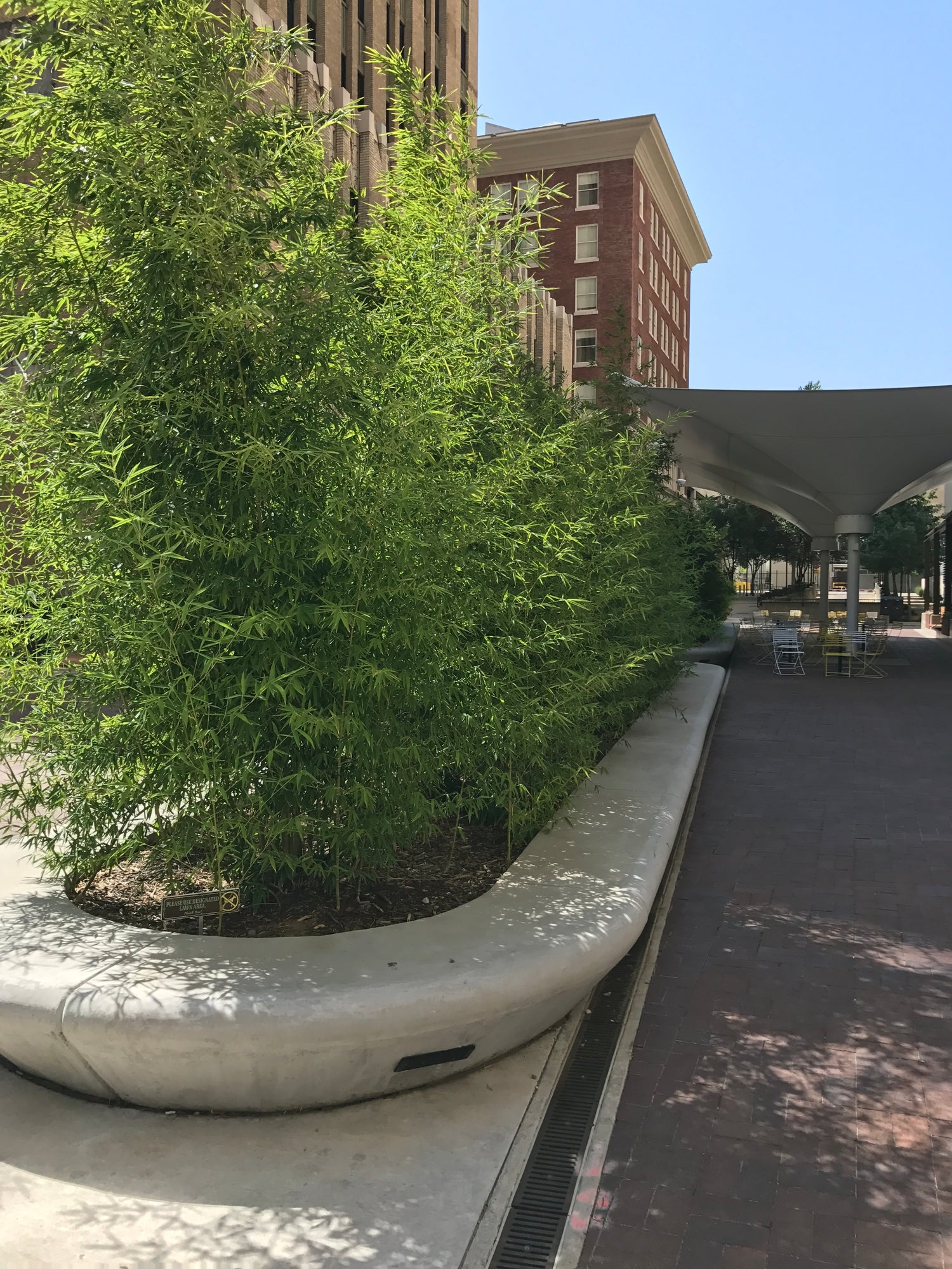 Red margin in a long planter in a commercial downtown location