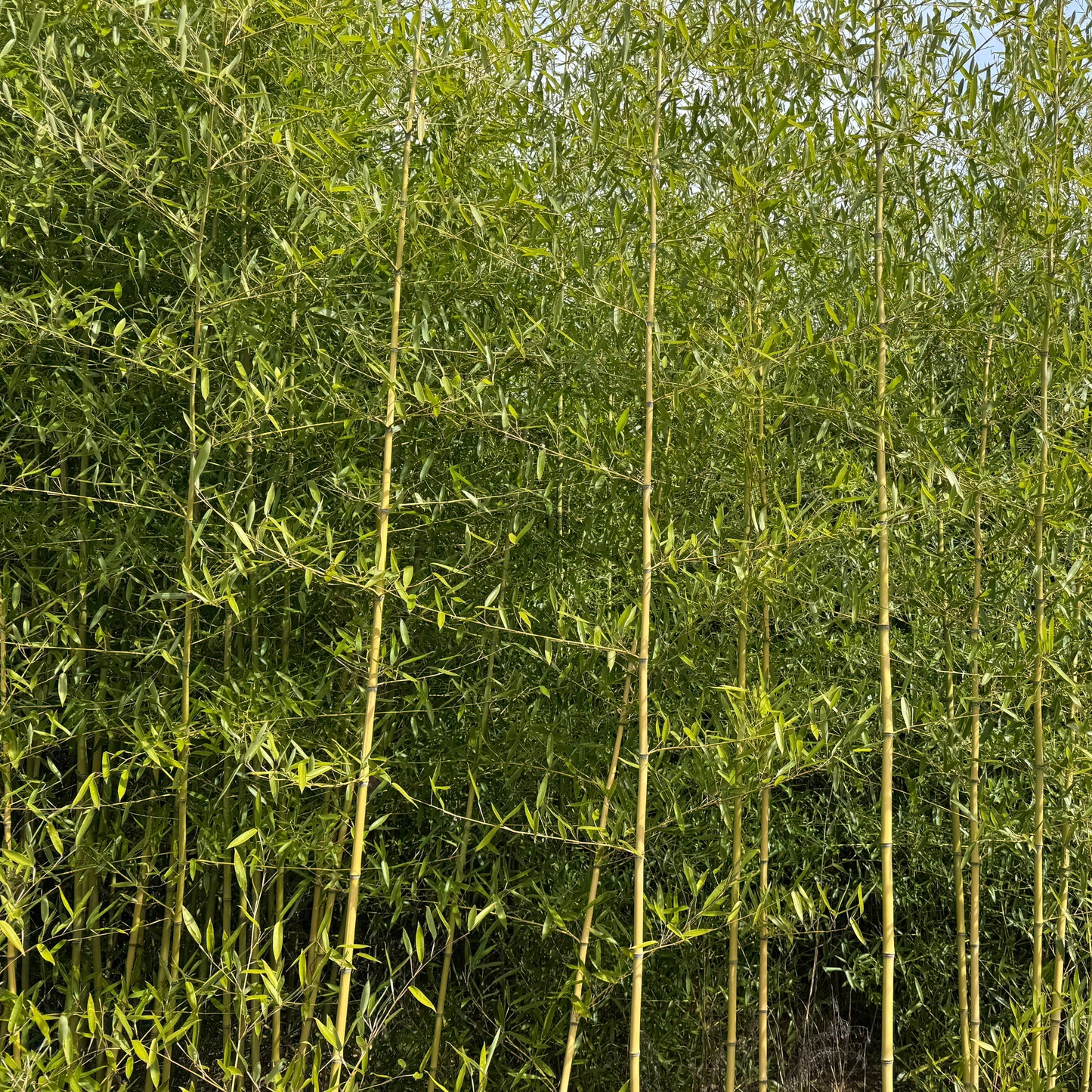 Long perpendicular limbs formation of Congesta bamboo