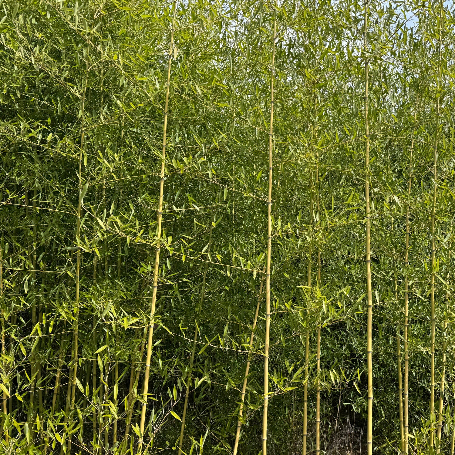 Long perpendicular limbs formation of Congesta bamboo