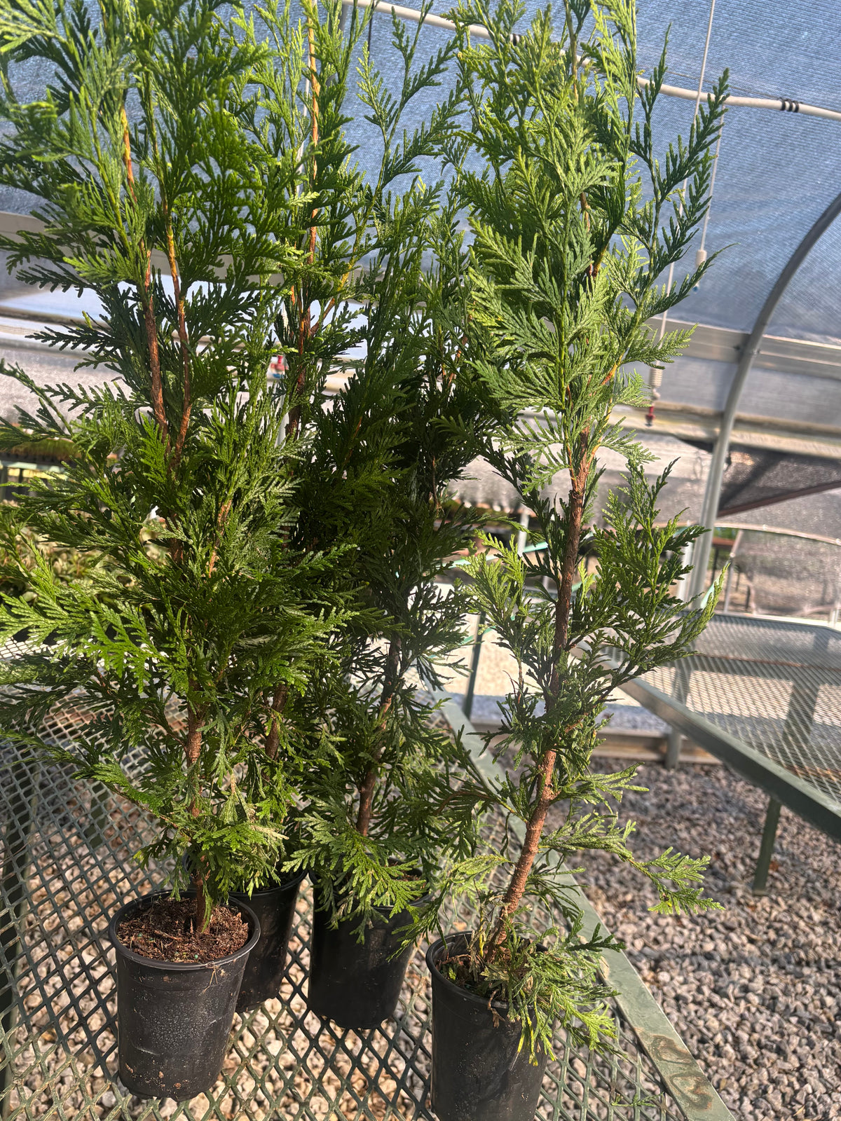 Green Giant (Thuja Tree)