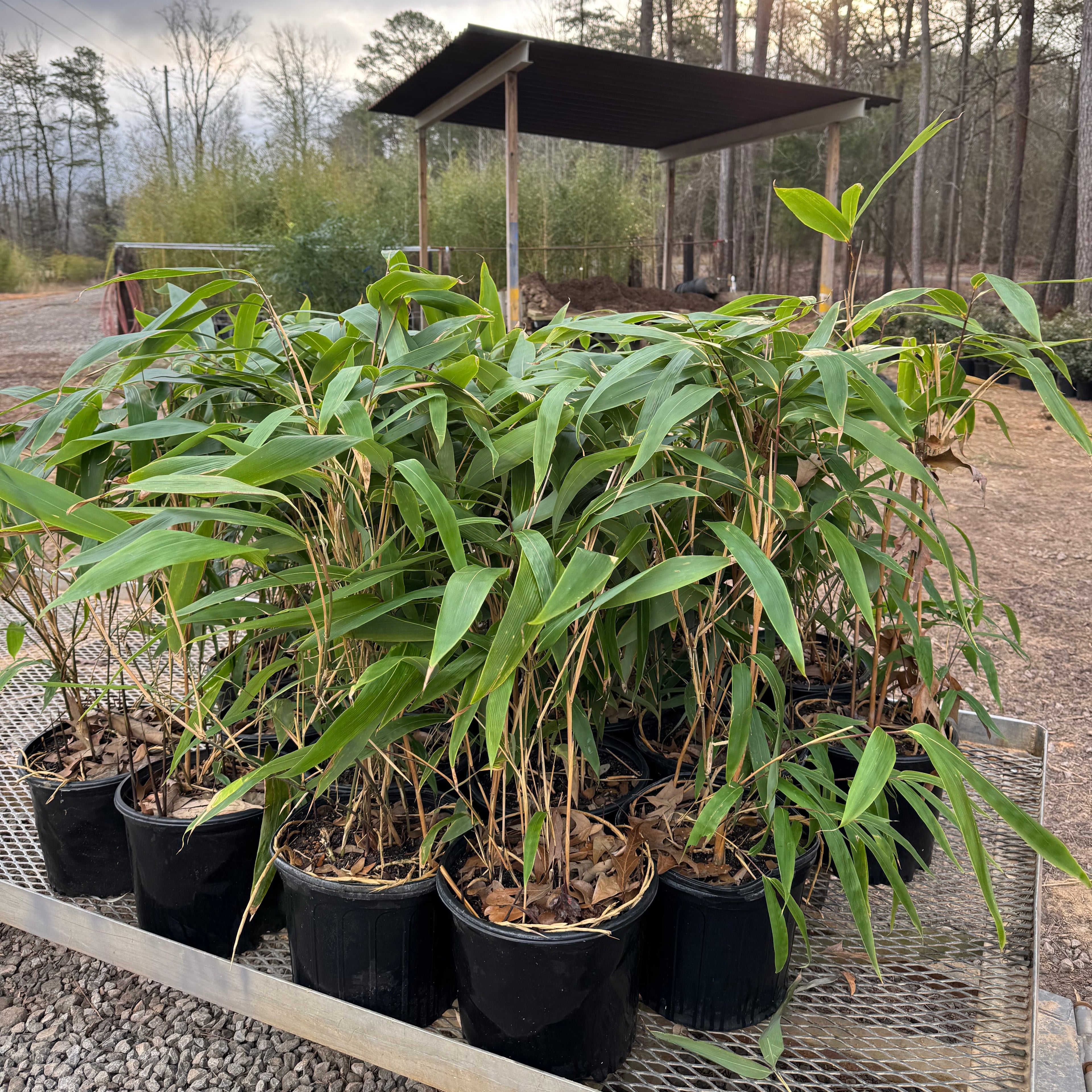 Order of bamboo on a trailer ready to be shipped out