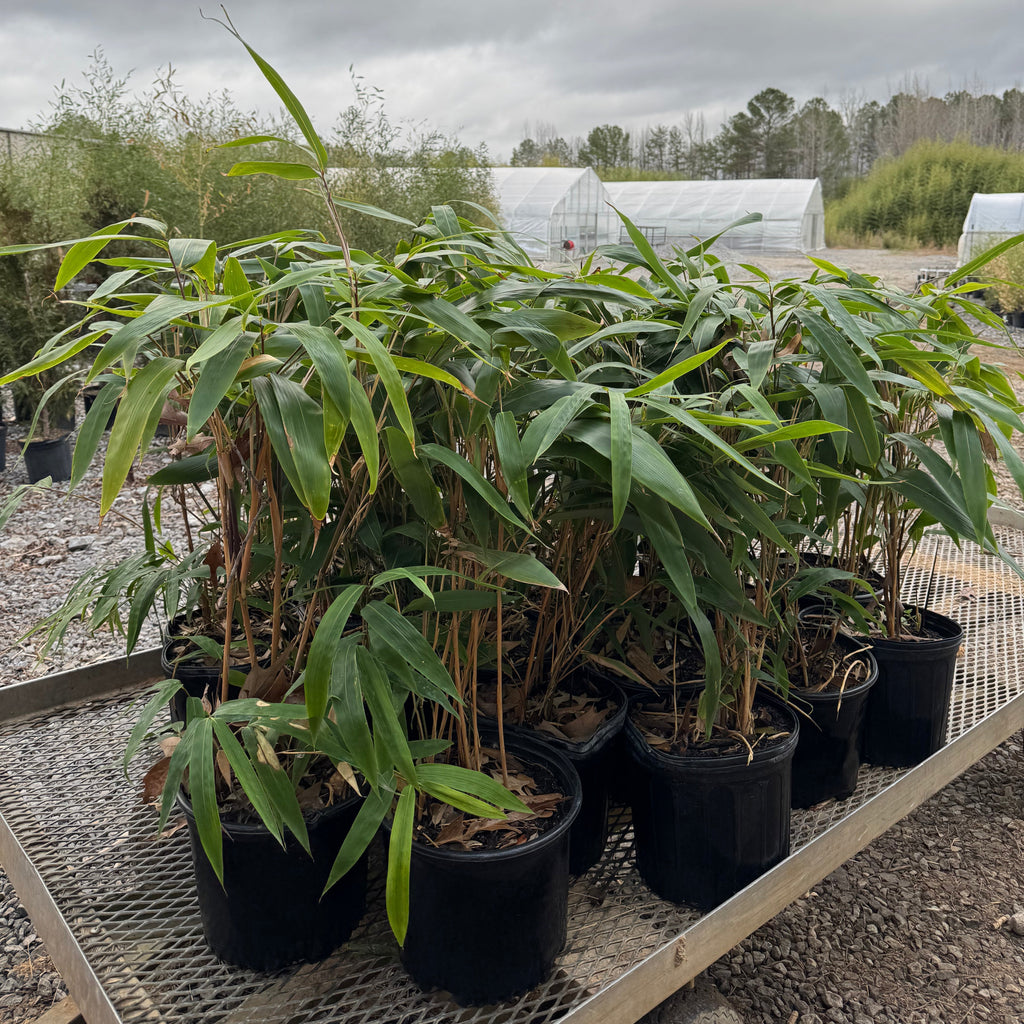 Potted plants (Tessellatus) in black pots on a metal grid with a blurred outdoor background