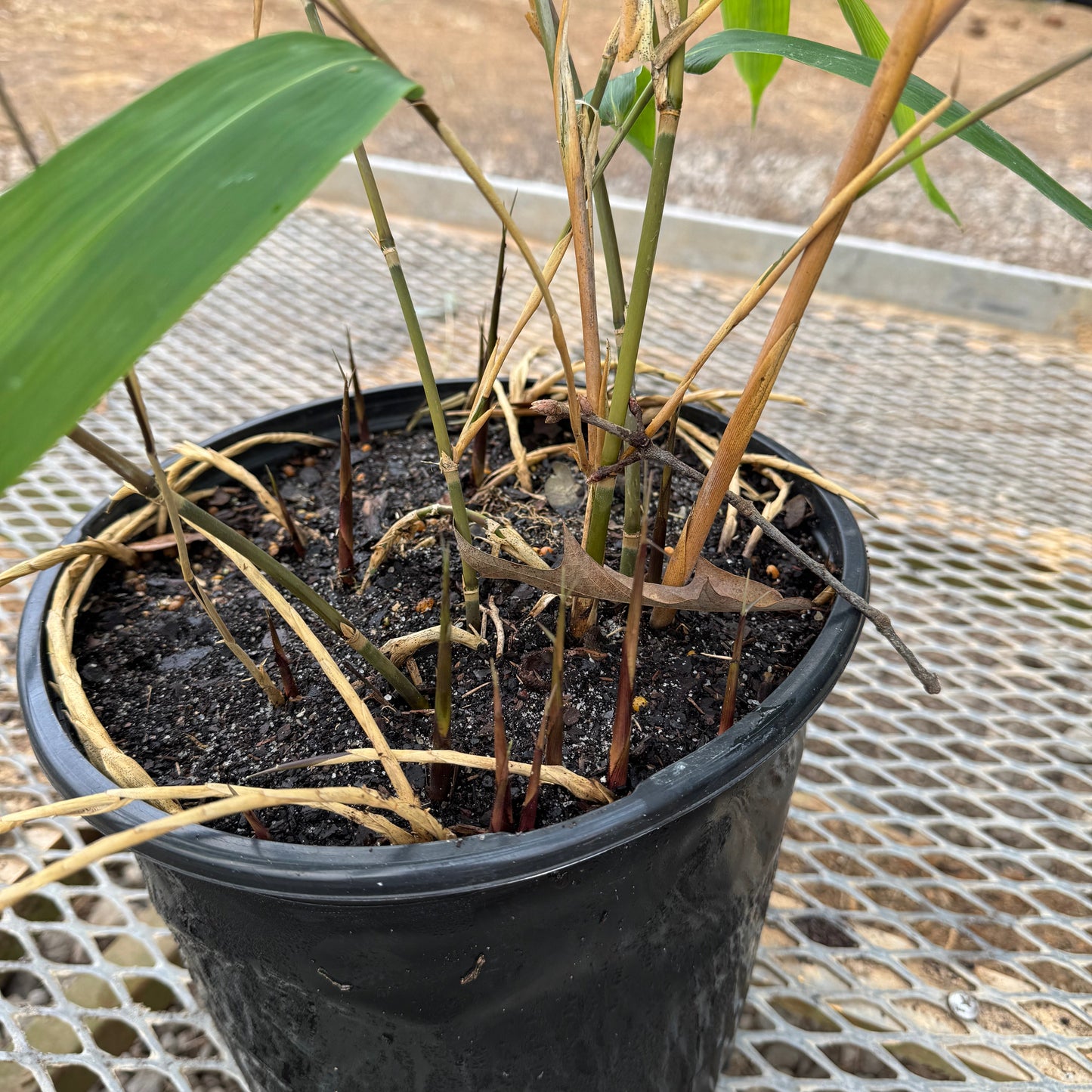 Close up of new bamboo shoots for indocalamus Tessellatus