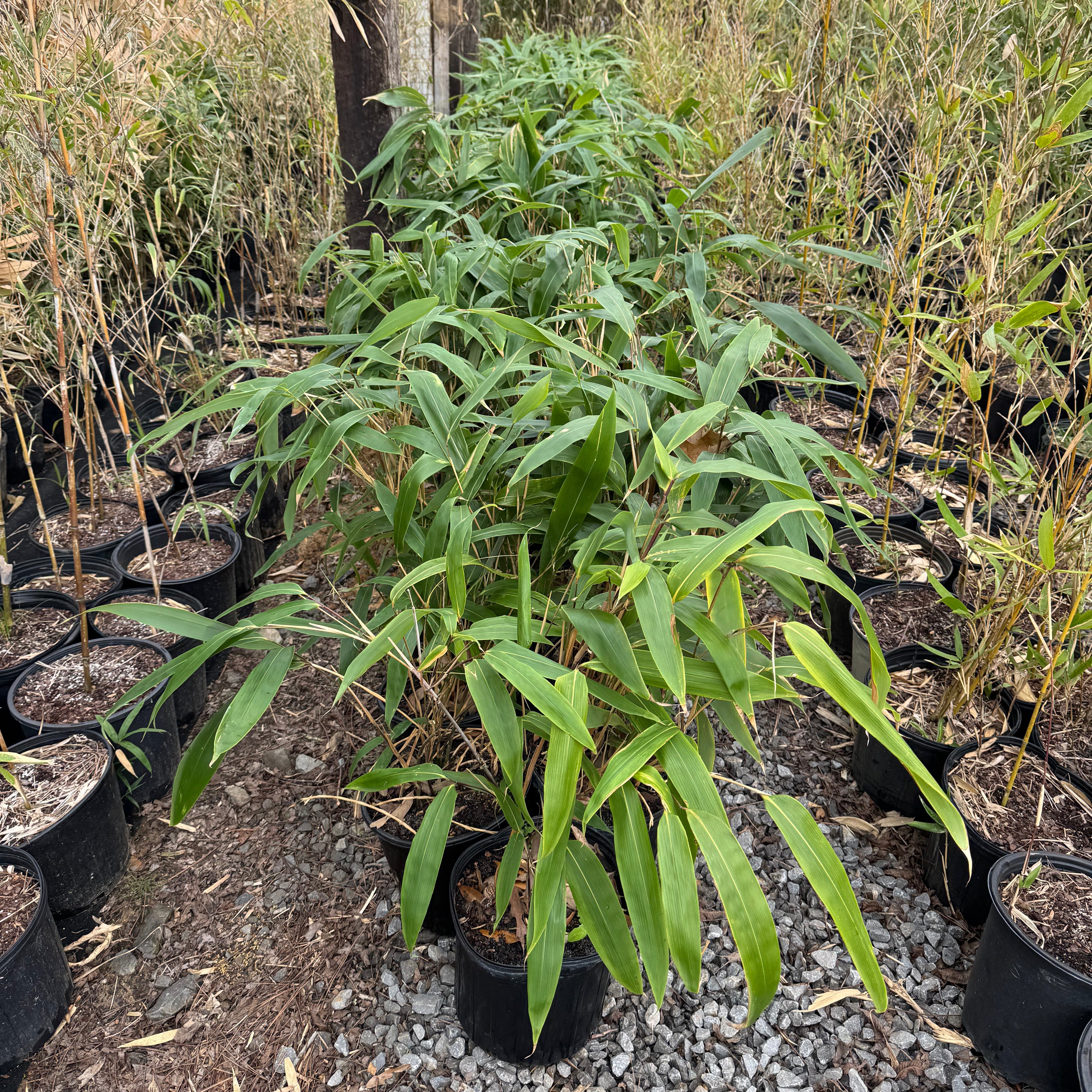 Giant Leaf Bamboo