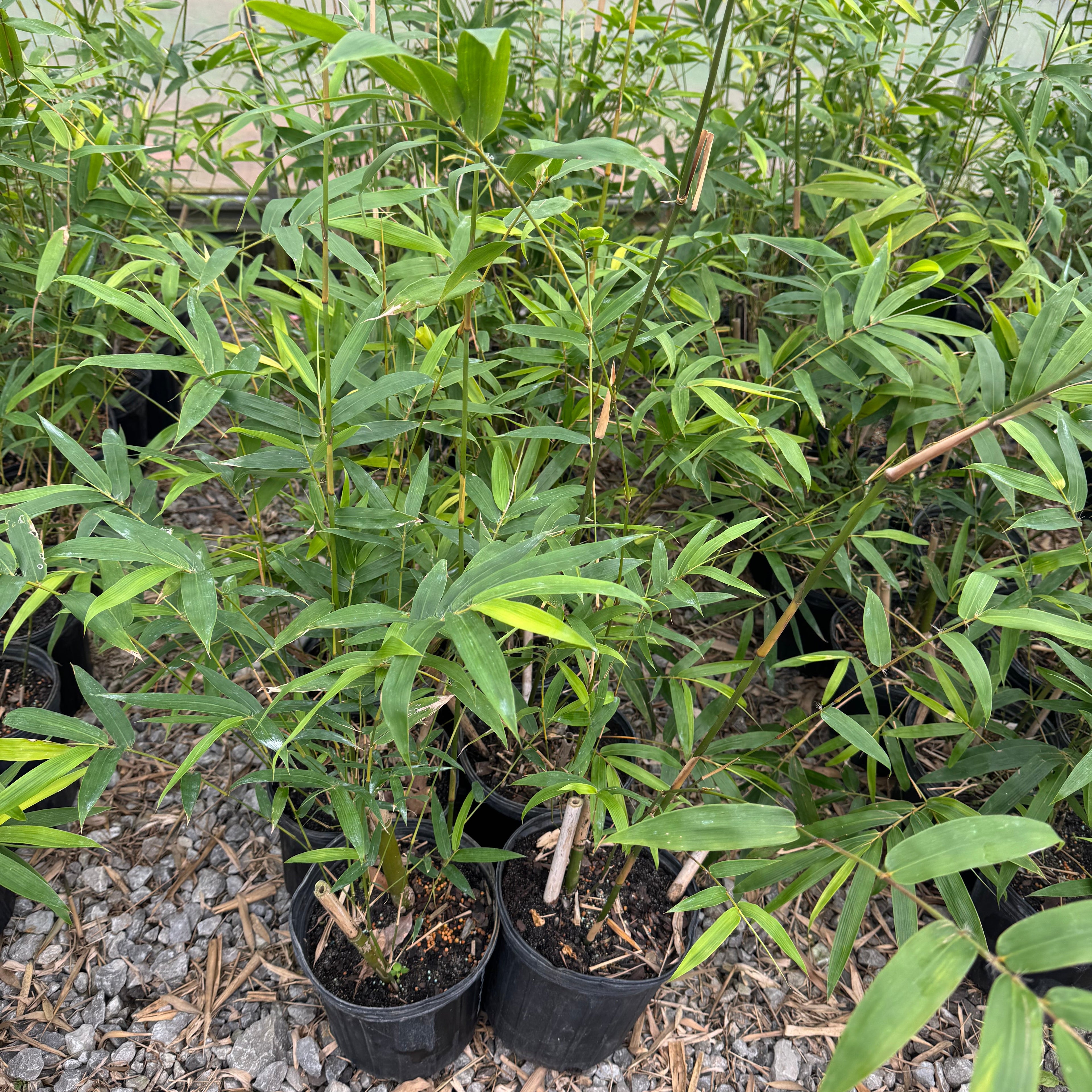 Gracilis Bamboo