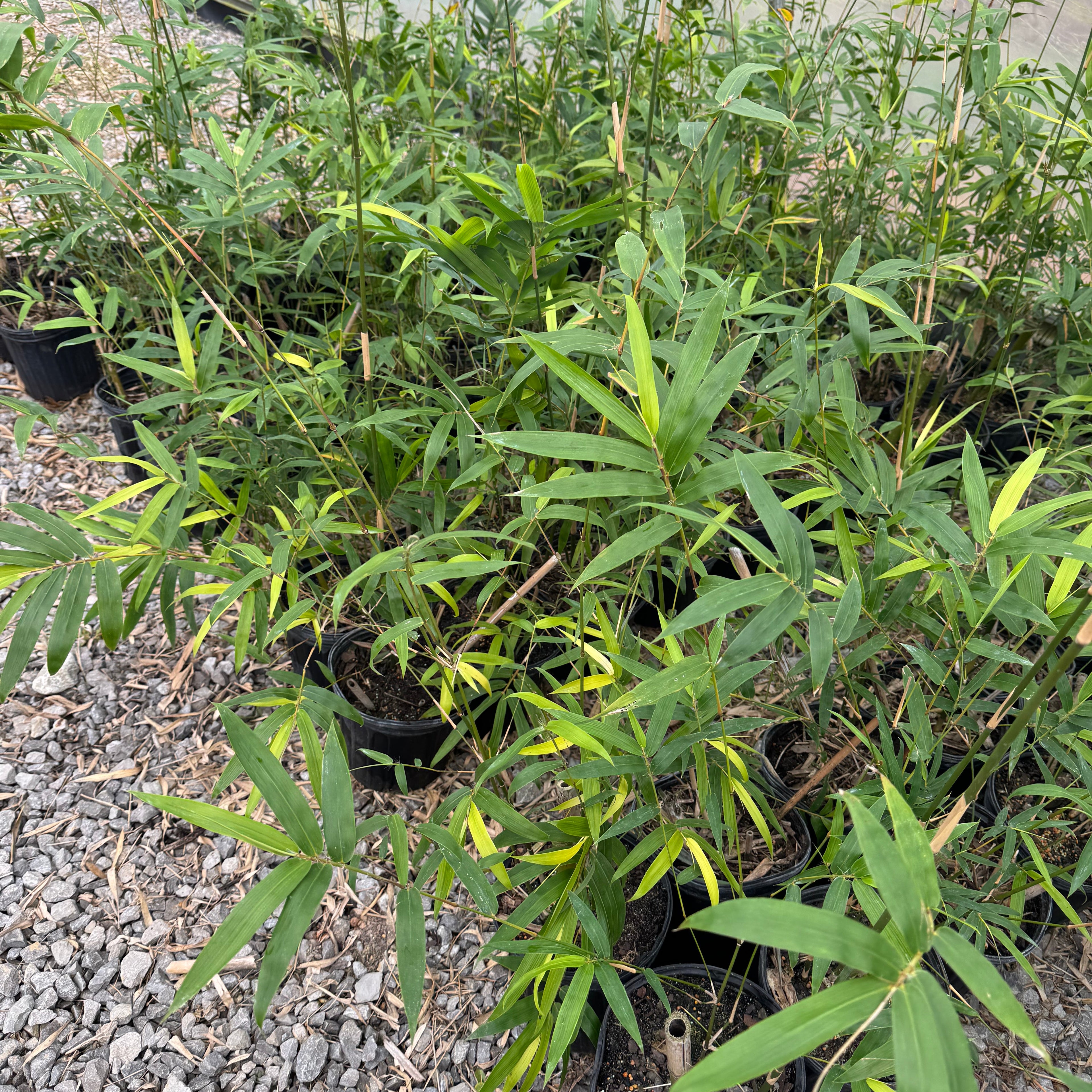 Gracilis Bamboo
