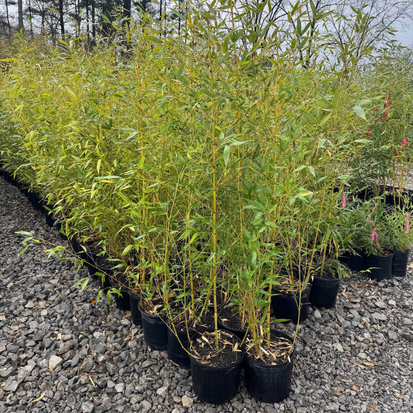 3 gallon Robert Young bamboo in a row