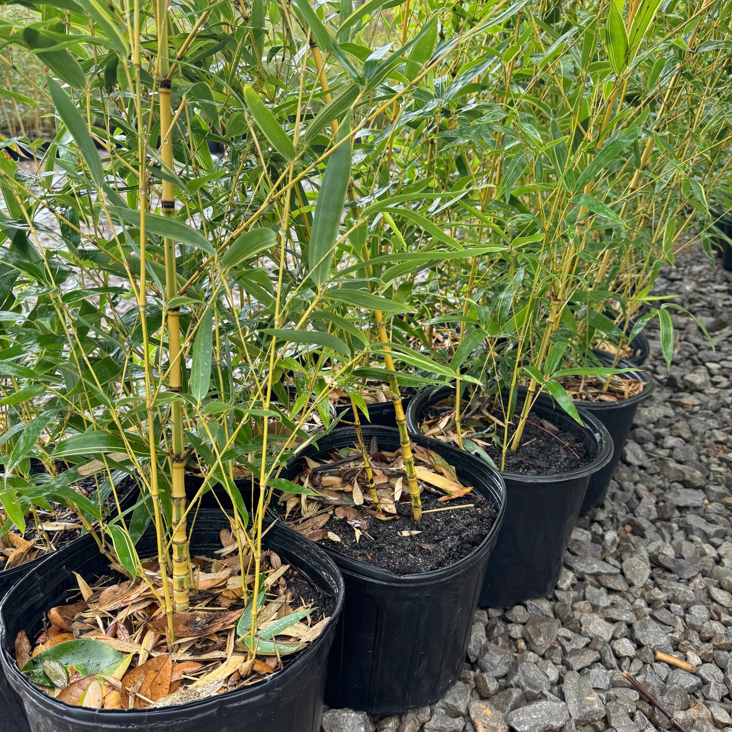 Aurea 'Koi' bamboo in pots