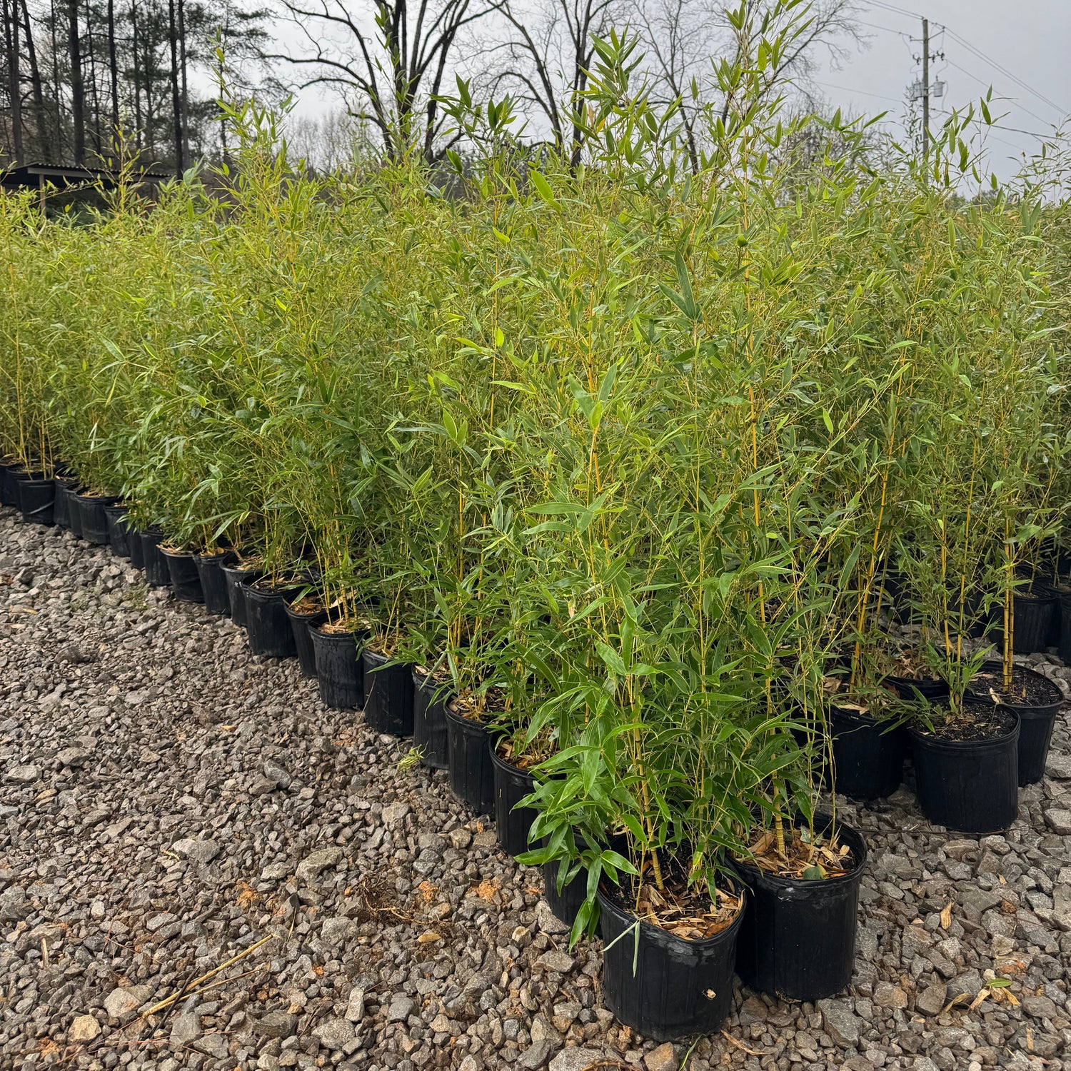 3 gallon sizes of Phyllostachys Aurea 'Koi' bamboo
