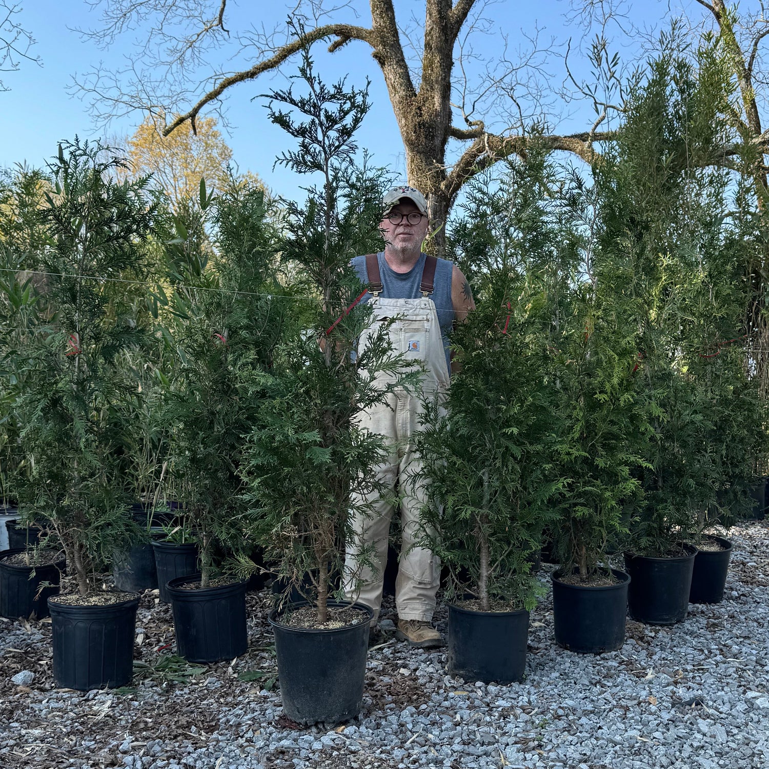 5 gallon sizes of Giant Green Thuja