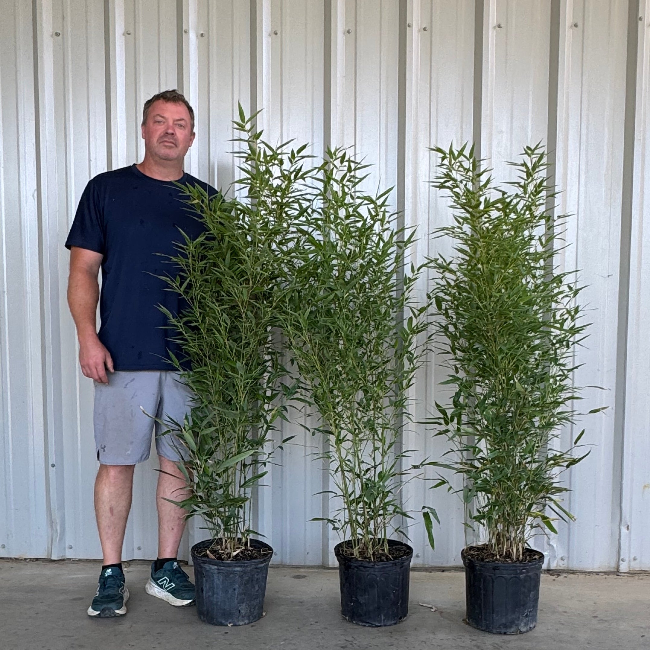 Examples of 3 gallon multicane gray henon