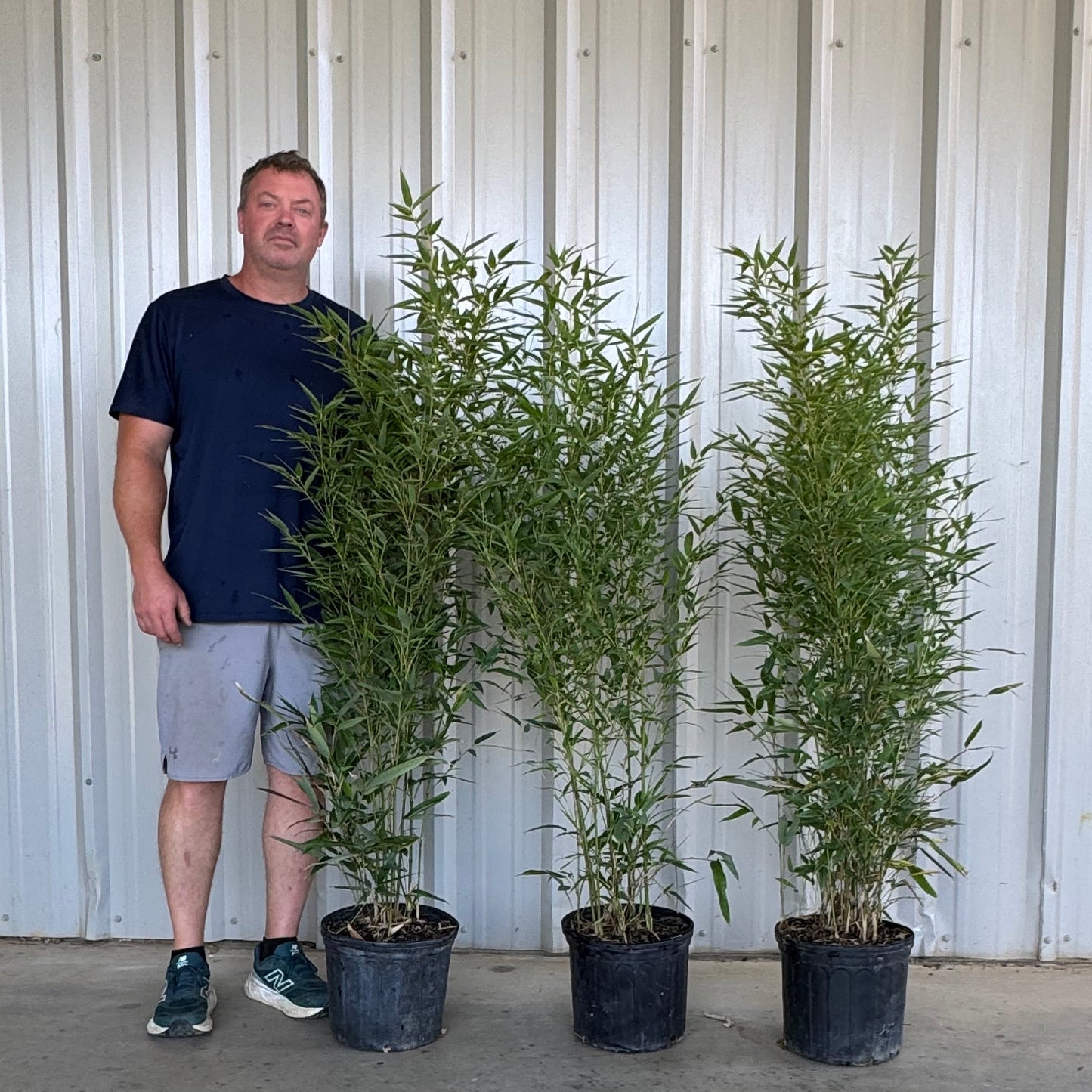 Examples of 3 gallon multicane gray henon