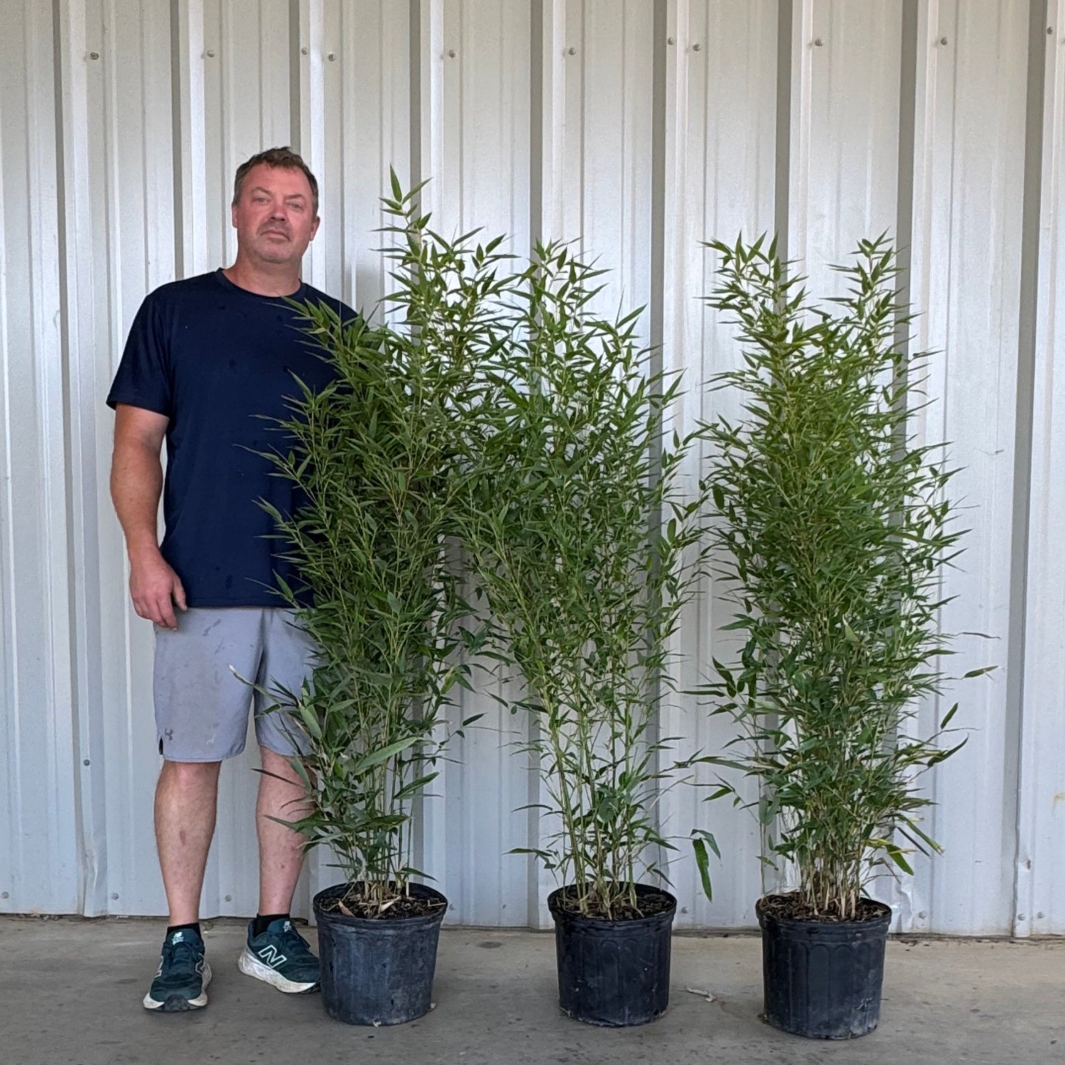 Examples of 3 gallon multicane gray henon