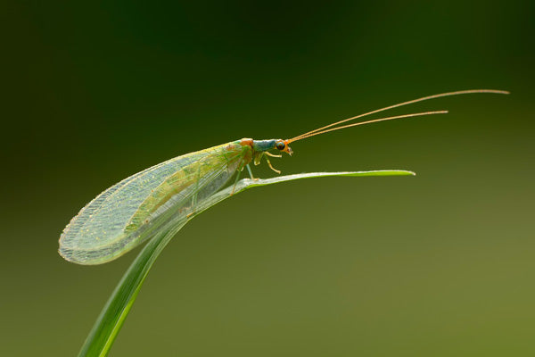 Lacewing on blade of grass
