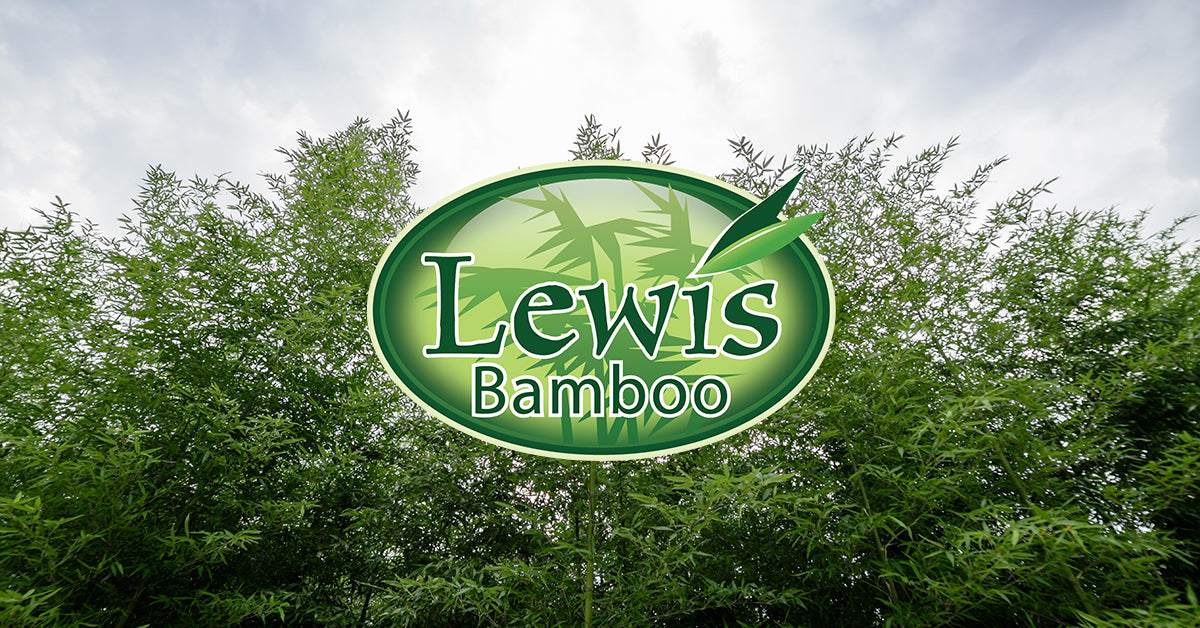 Statistic Tree Chart Lewis Bamboo - Bamboo Plants & Products for Sale
