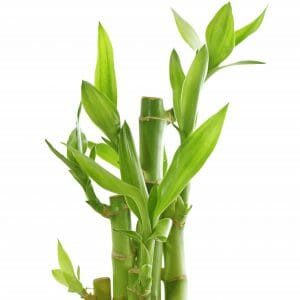 Lucky Bamboo (Dracaena sanderiana)