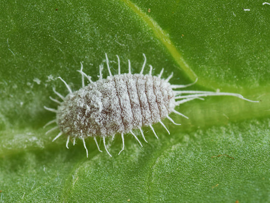 Mealy bug on leaf