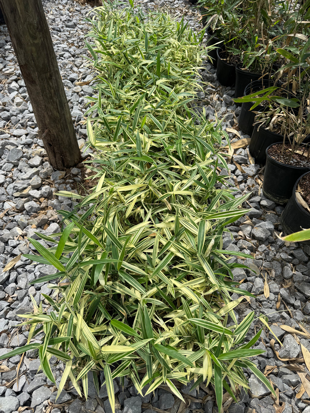 Albostriata