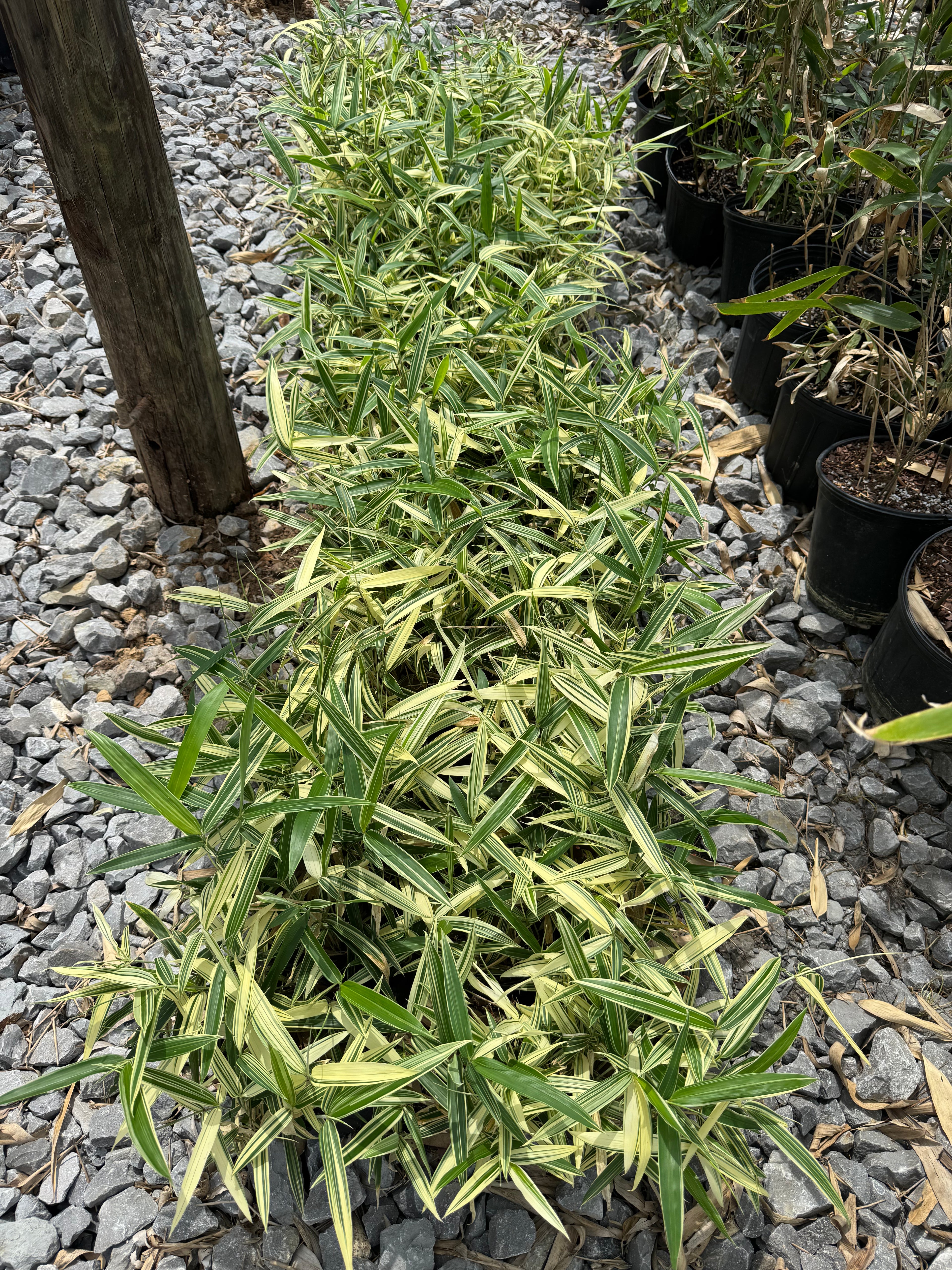 Albostriata