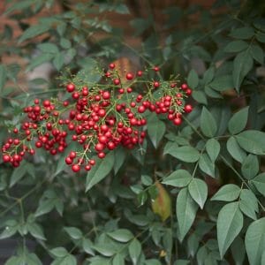 Heavenly Bamboo (Nandina domestica)
