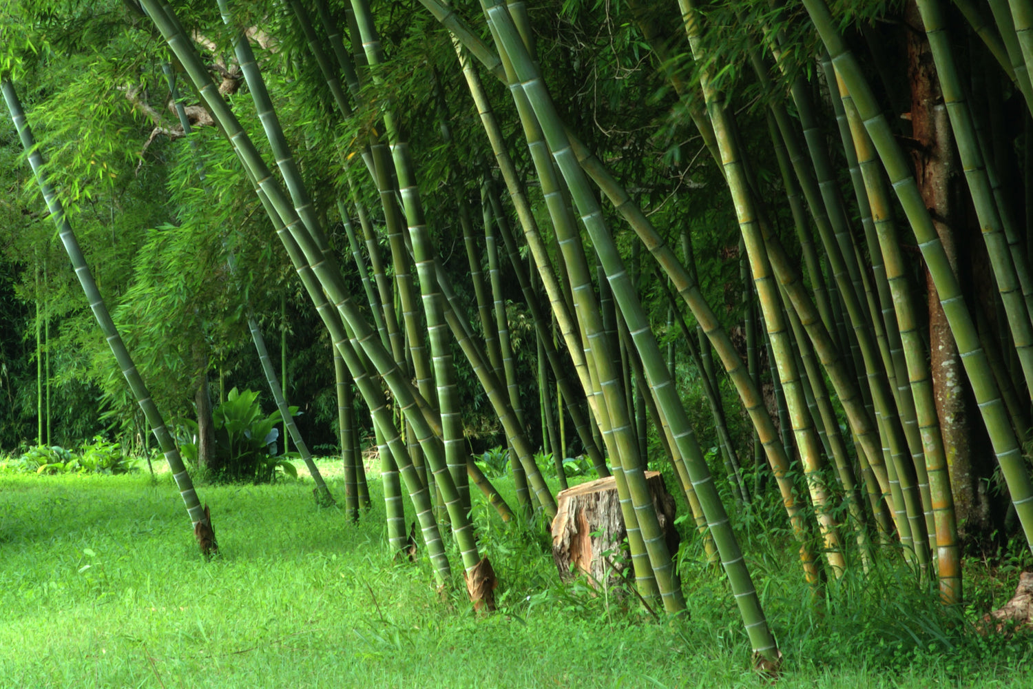 How does bamboo grow?