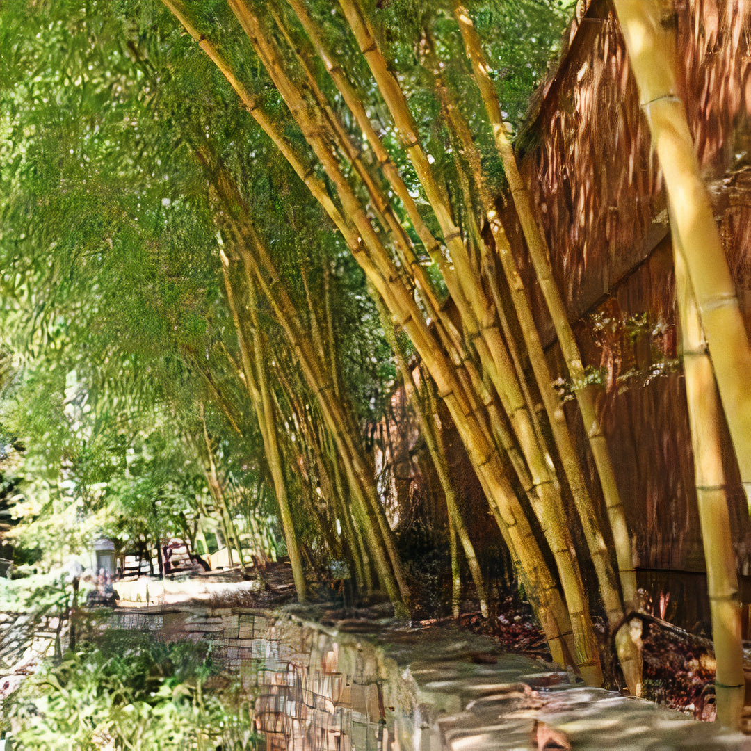 Screening Bamboo – Lewis Bamboo