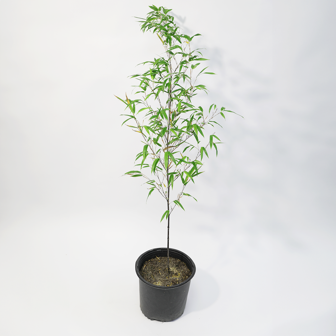 bamboo plant for pot Black Bamboo – Lewis Bamboo