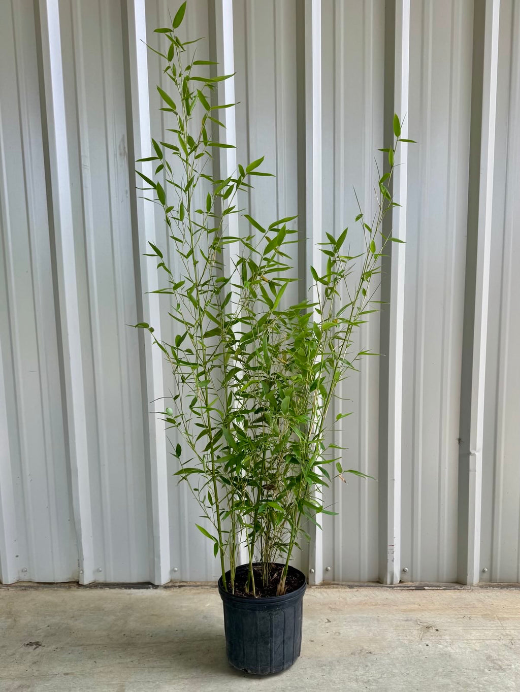 Red Margin Bamboo