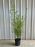 Red Margin Bamboo